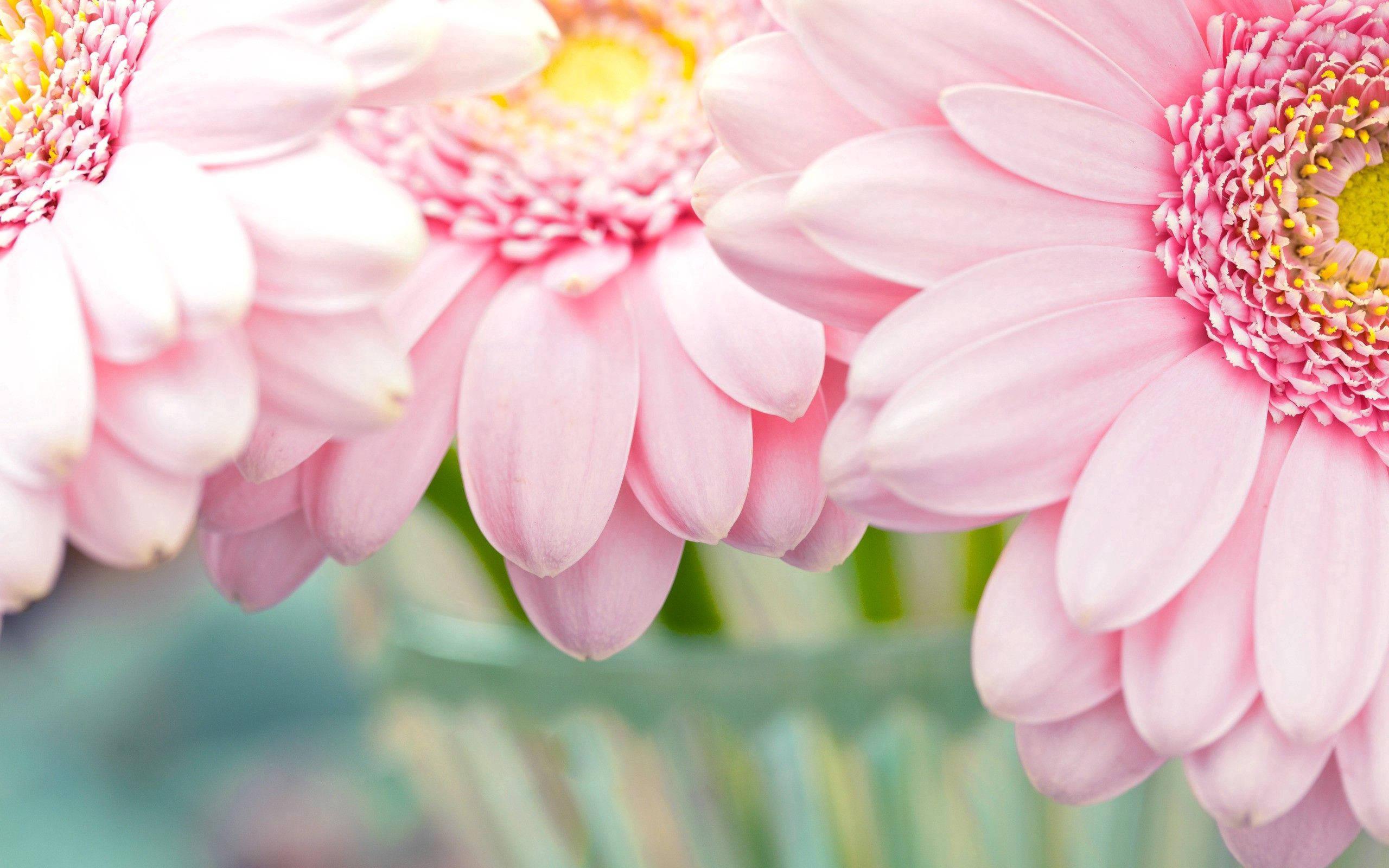 Light up your life with this beautiful pastel pink flower — 2560x1600 wallpaper