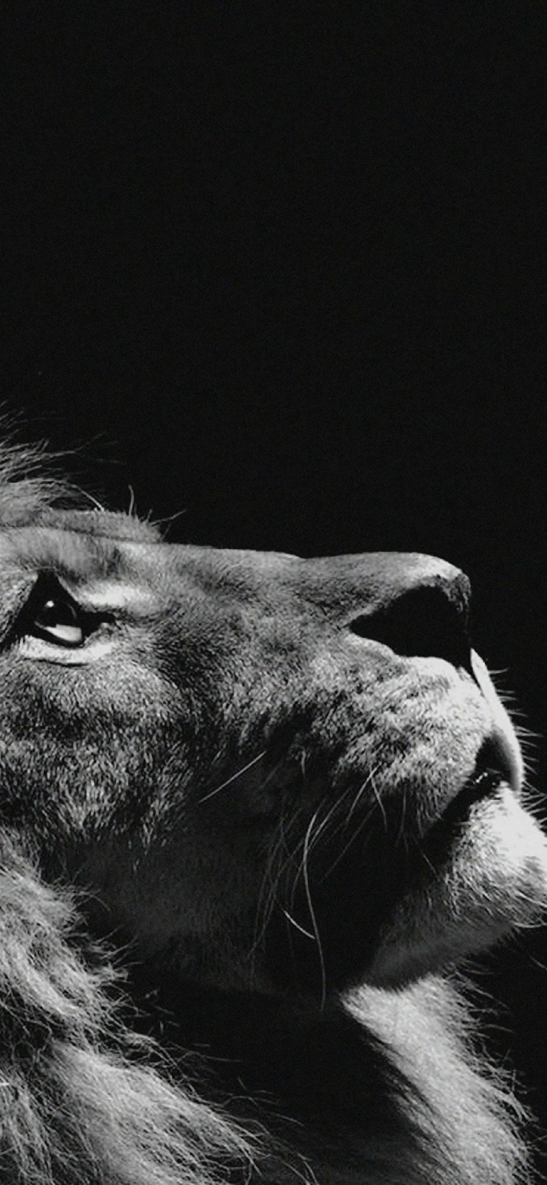 Lion iPhone Dark — 1125x2436 wallpaper