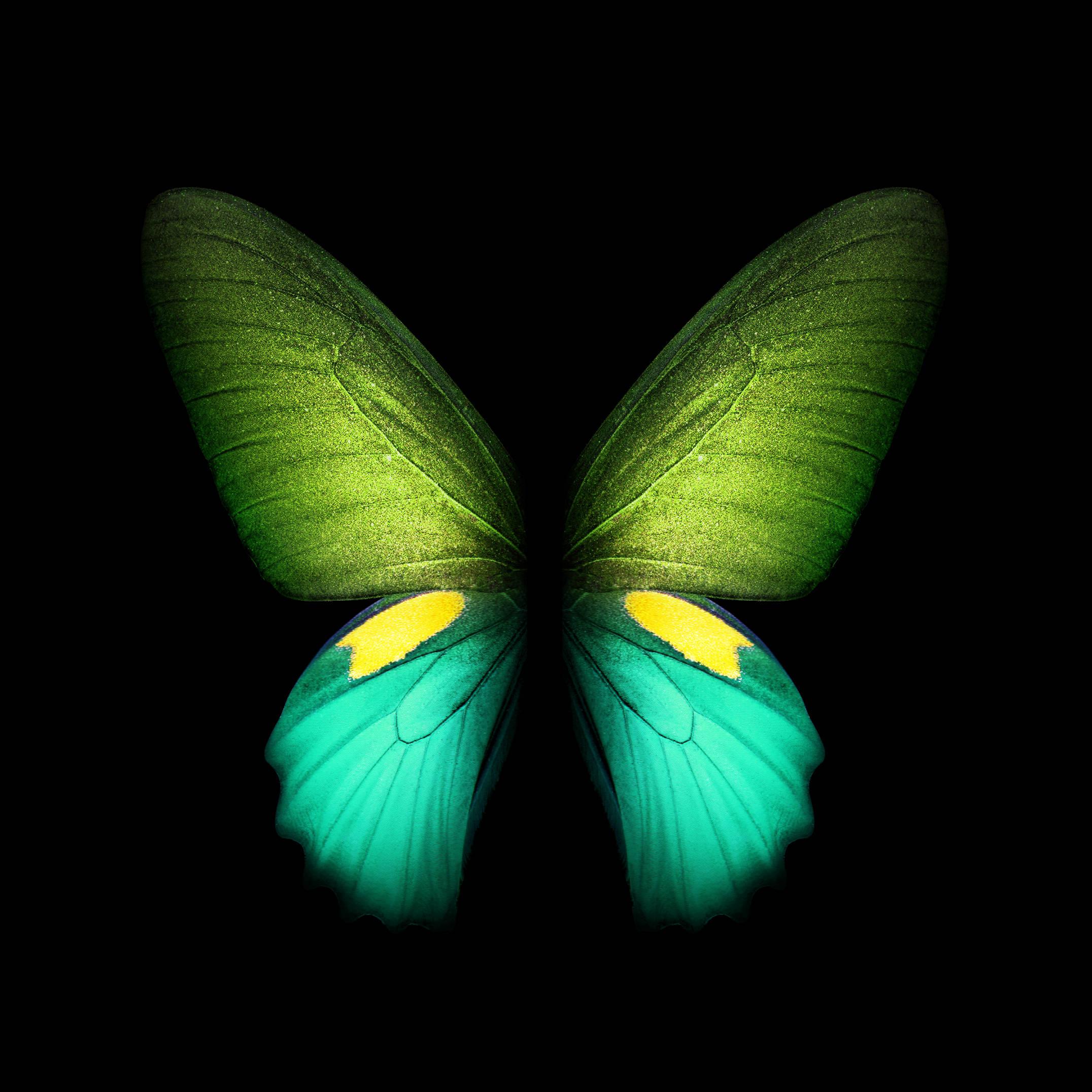 Live Stylish Butterfly — 2152x2152 wallpaper