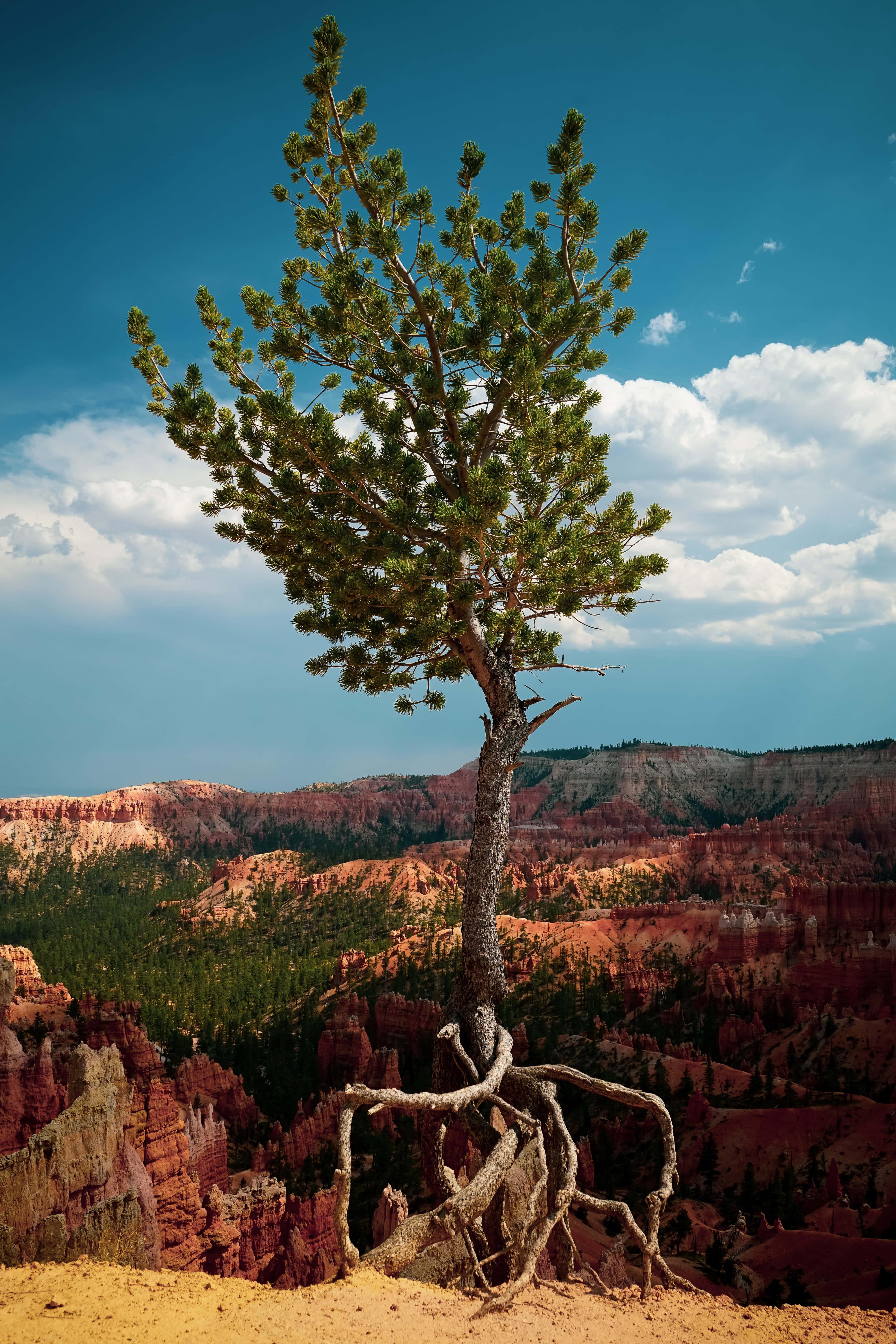 Lock Screen background — 4000x6000 wallpaper
