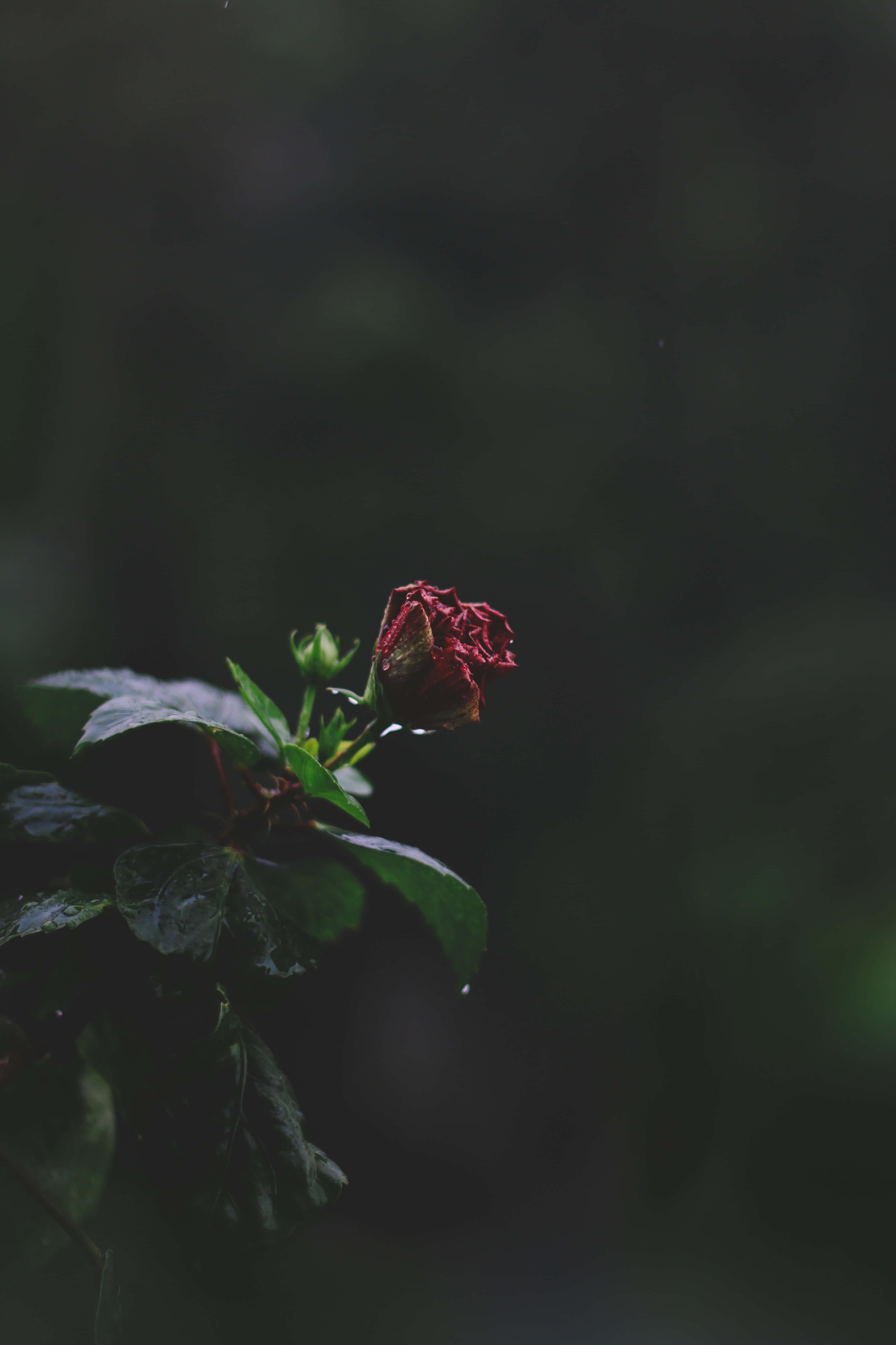 Lock Screen background — 3648x5472 wallpaper