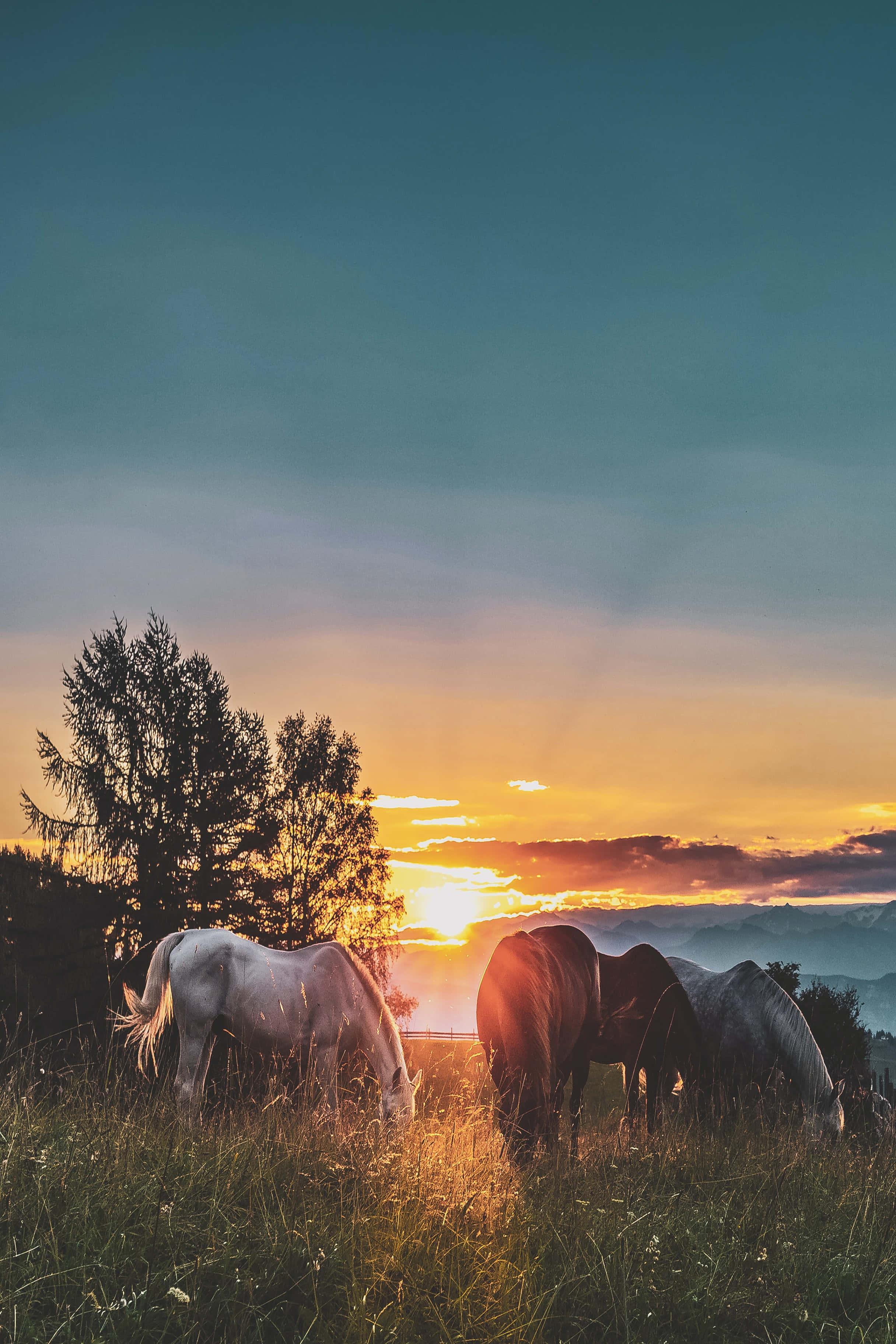 Lock Screen background — 2432x3648 wallpaper