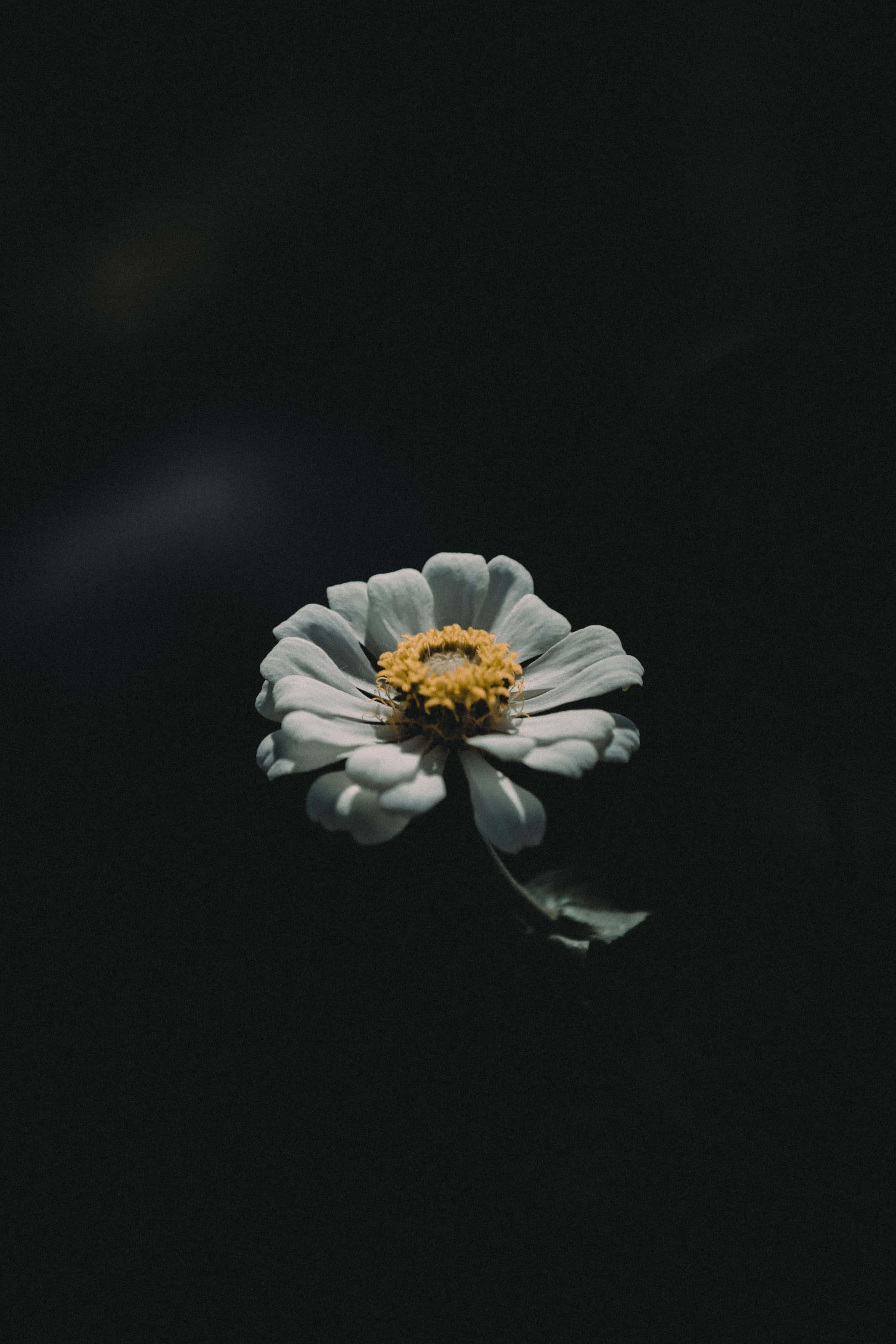 Lock Screen background — 2432x3648 wallpaper