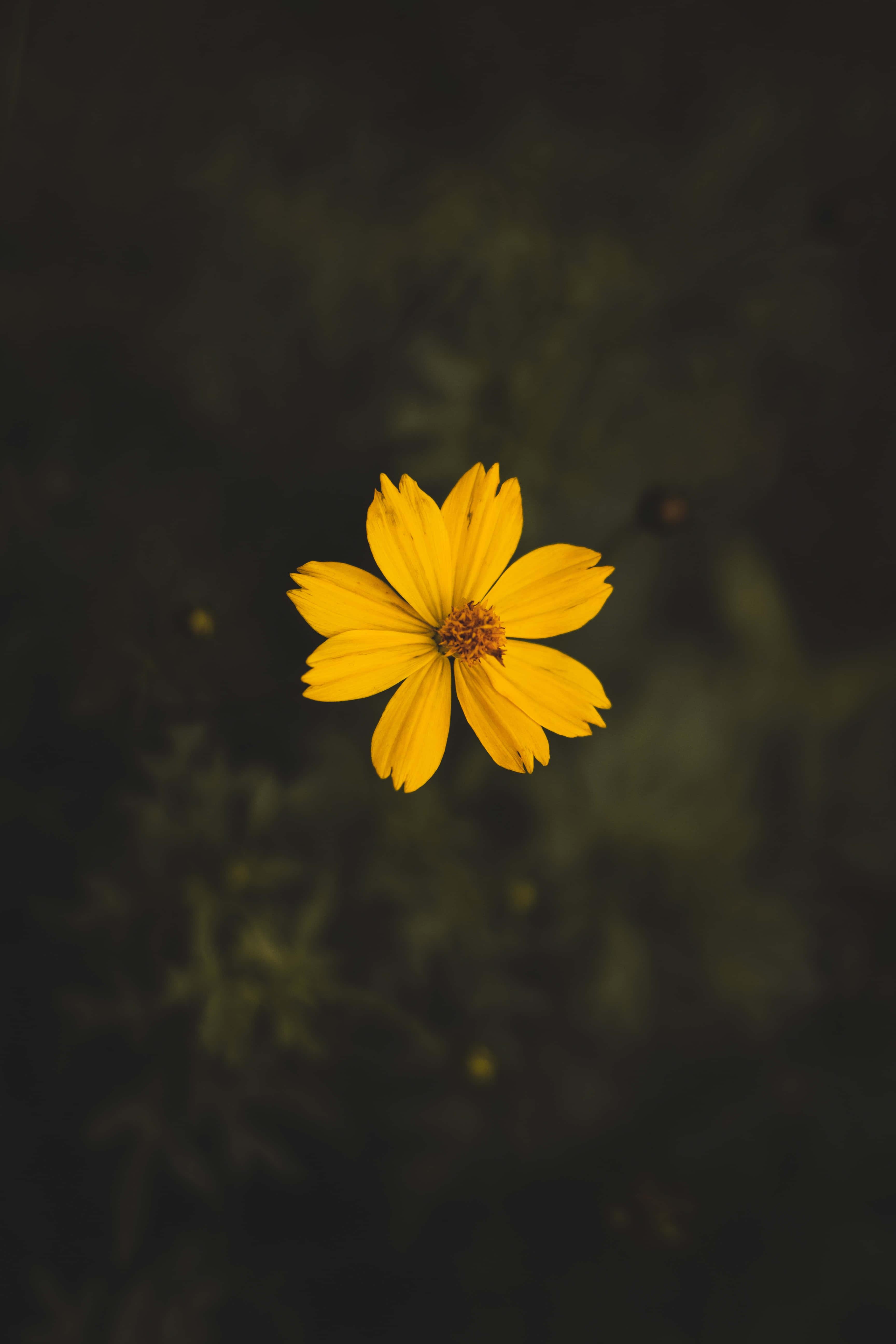 Lock Screen background — 3456x5184 wallpaper
