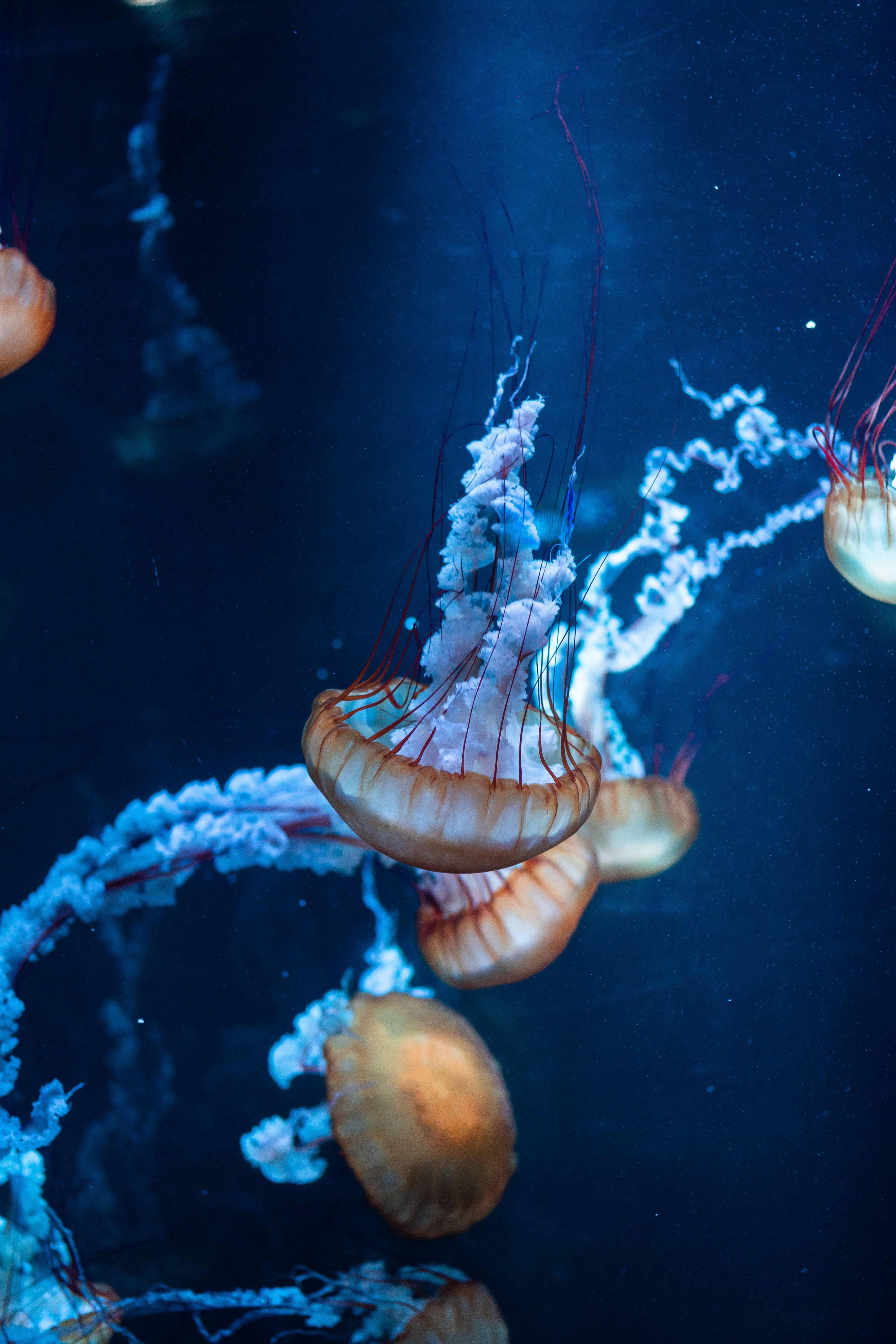 Look at all the beauty and wonder in the ocean! — 3200x4800 wallpaper