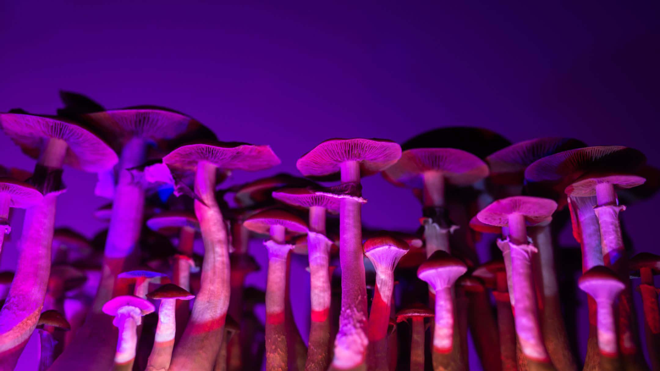 Look cool and stay cool with this awesome wallpaper — 2160x1215 wallpaper