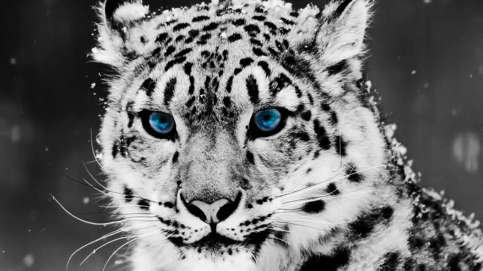 Look cool as a snow leopard with blue eyes — 1600x900 wallpaper