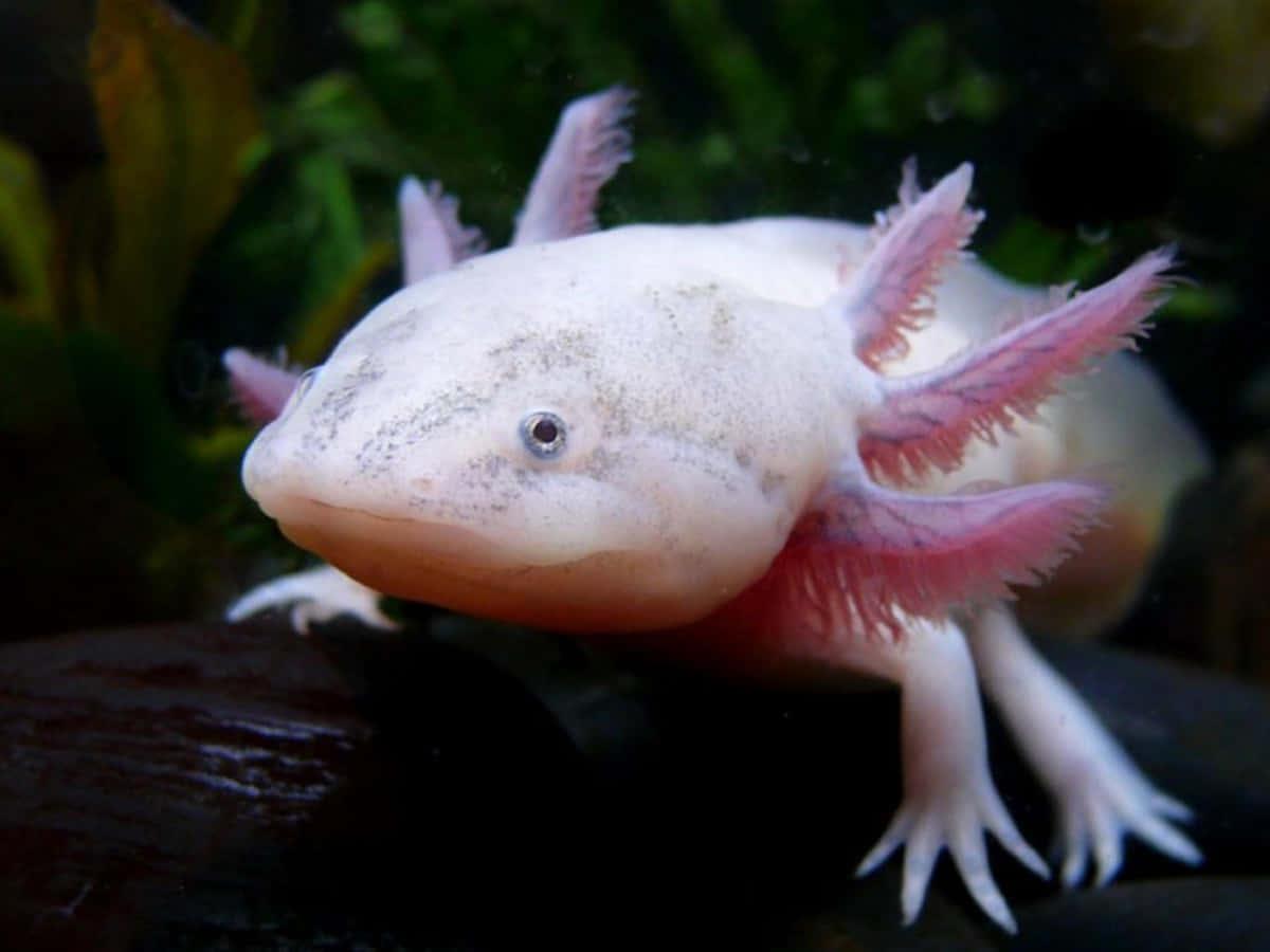 Look How Cute This Axolotl Is! — 1200x900 wallpaper
