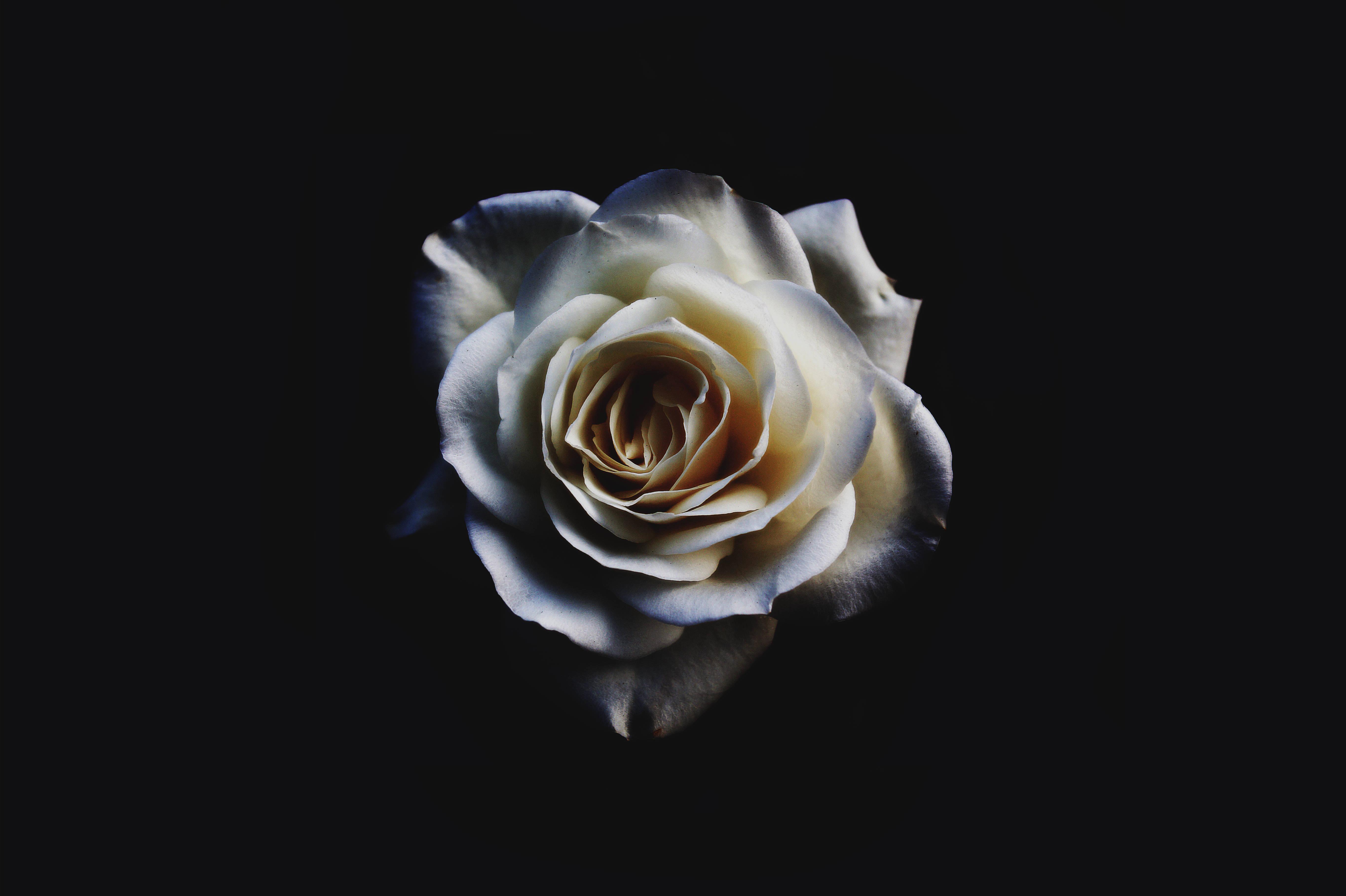 Look into the darkness, find beauty. — 5456x3632 wallpaper