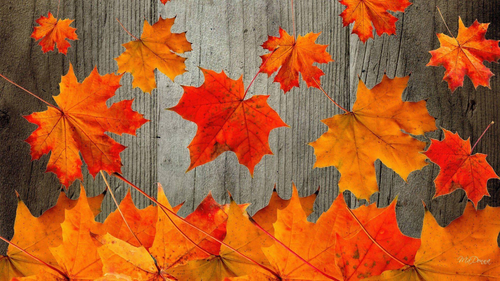 Look no further for the vibrant displays and colors of Fall – these red maple leaves have you covered! — 1920x1080 wallpaper