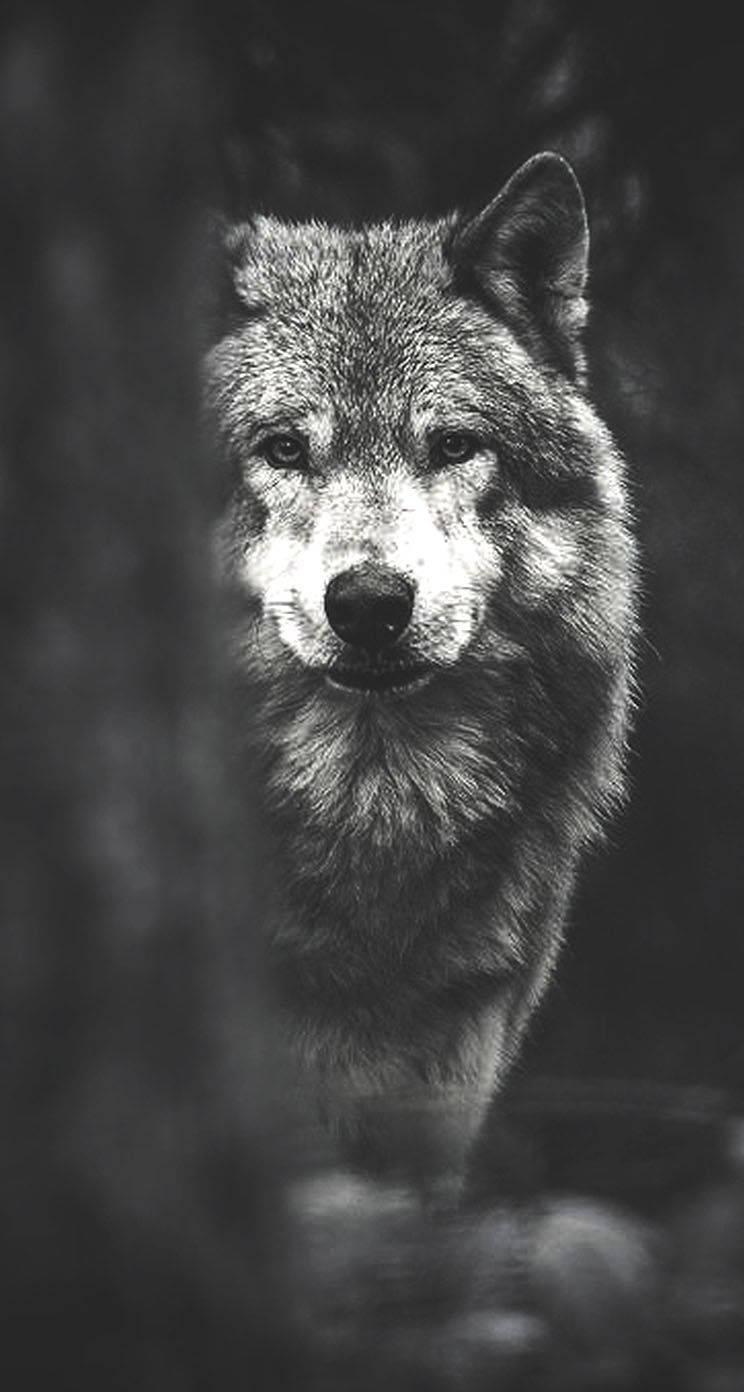 Looking Into the Beautiful Eyes of a Wolf — 744x1392 wallpaper