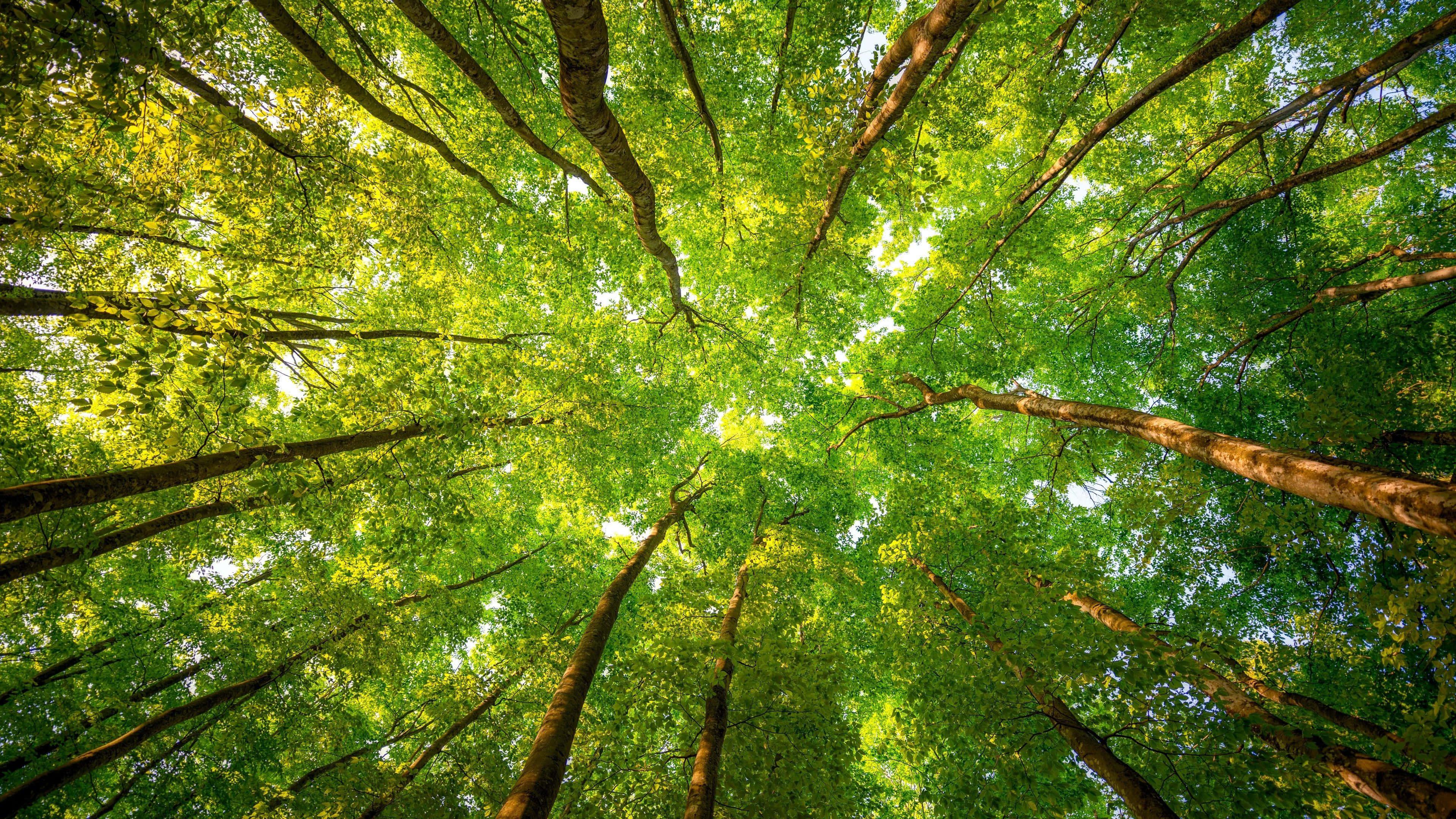 looking up into a forest — 3840x2160 wallpaper