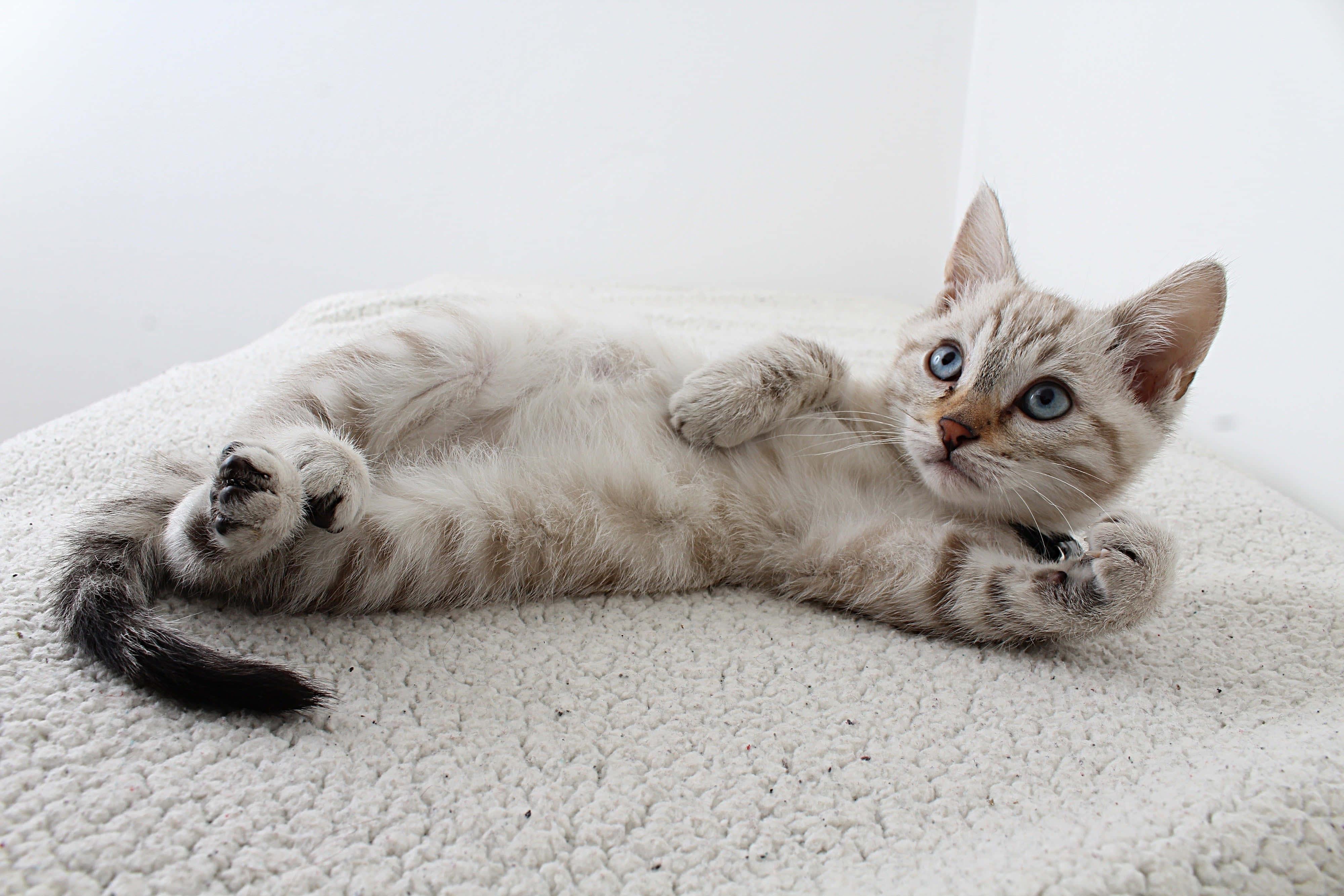 Lounging Cute Cat PFP — 4000x2667 wallpaper