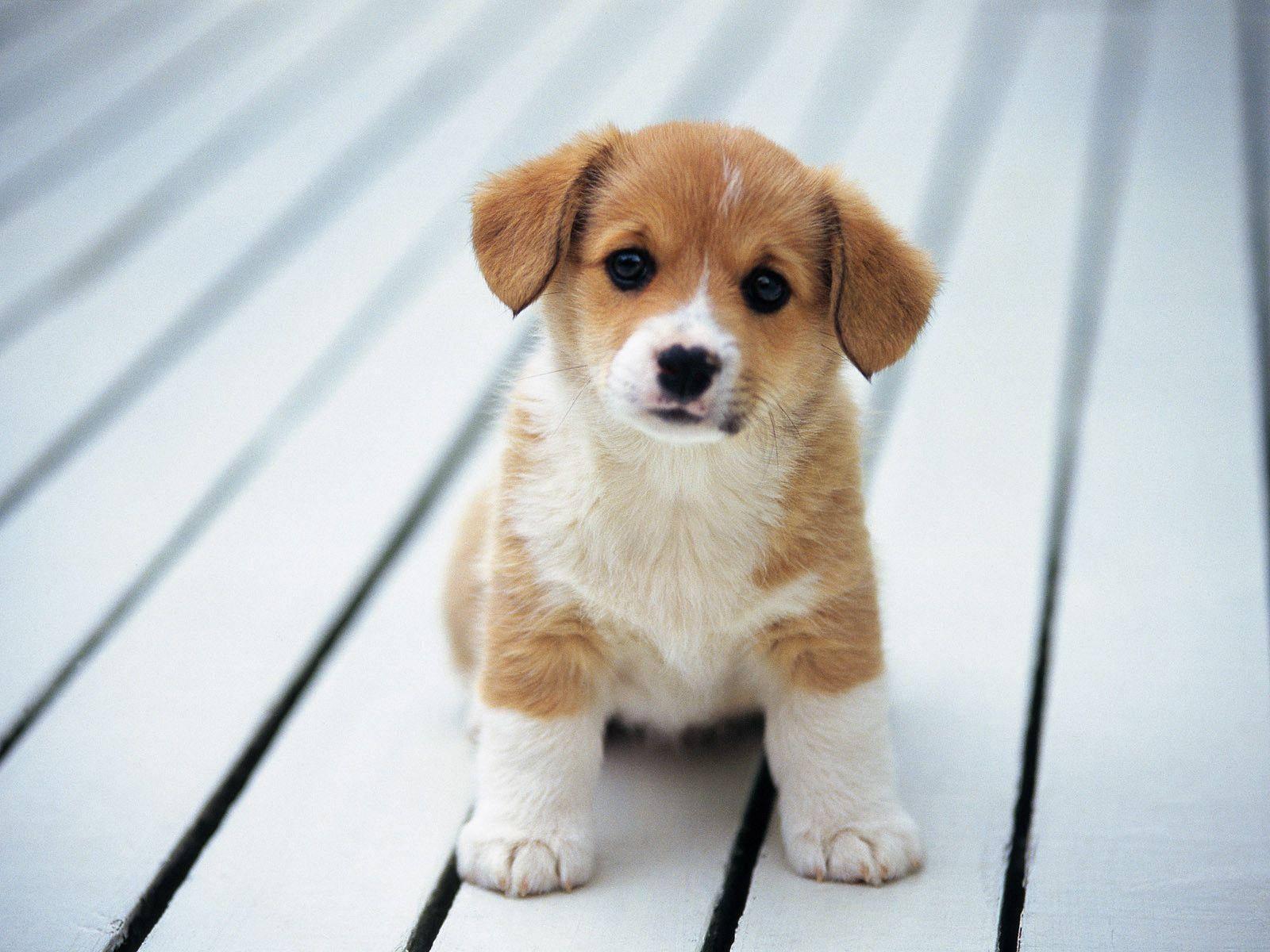 Lovely Brown Puppy — 1600x1200 wallpaper