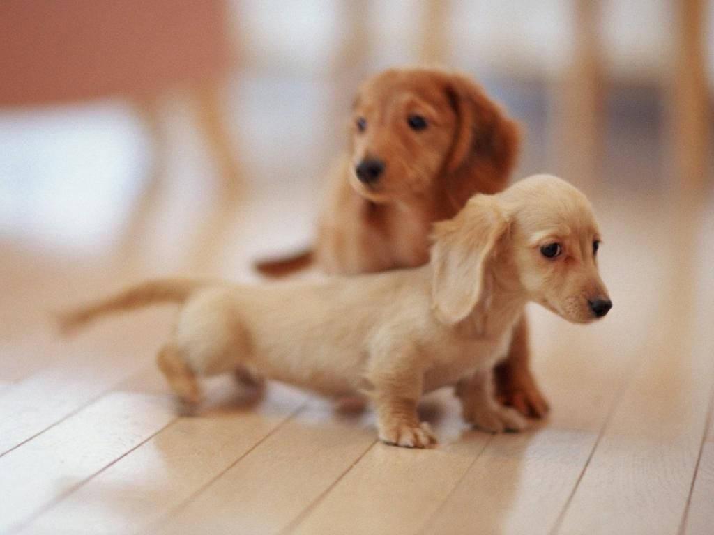 Lovely Dachshund Puppies — 1024x768 wallpaper