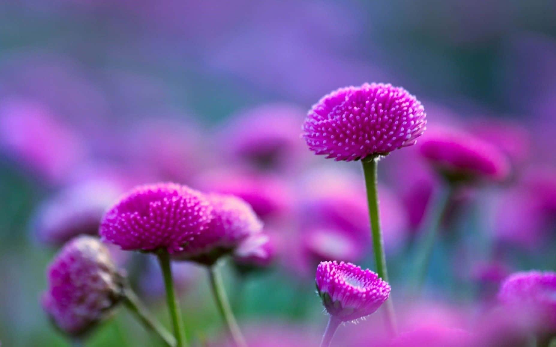 Lovely Nature Flower — 1854x1158 wallpaper