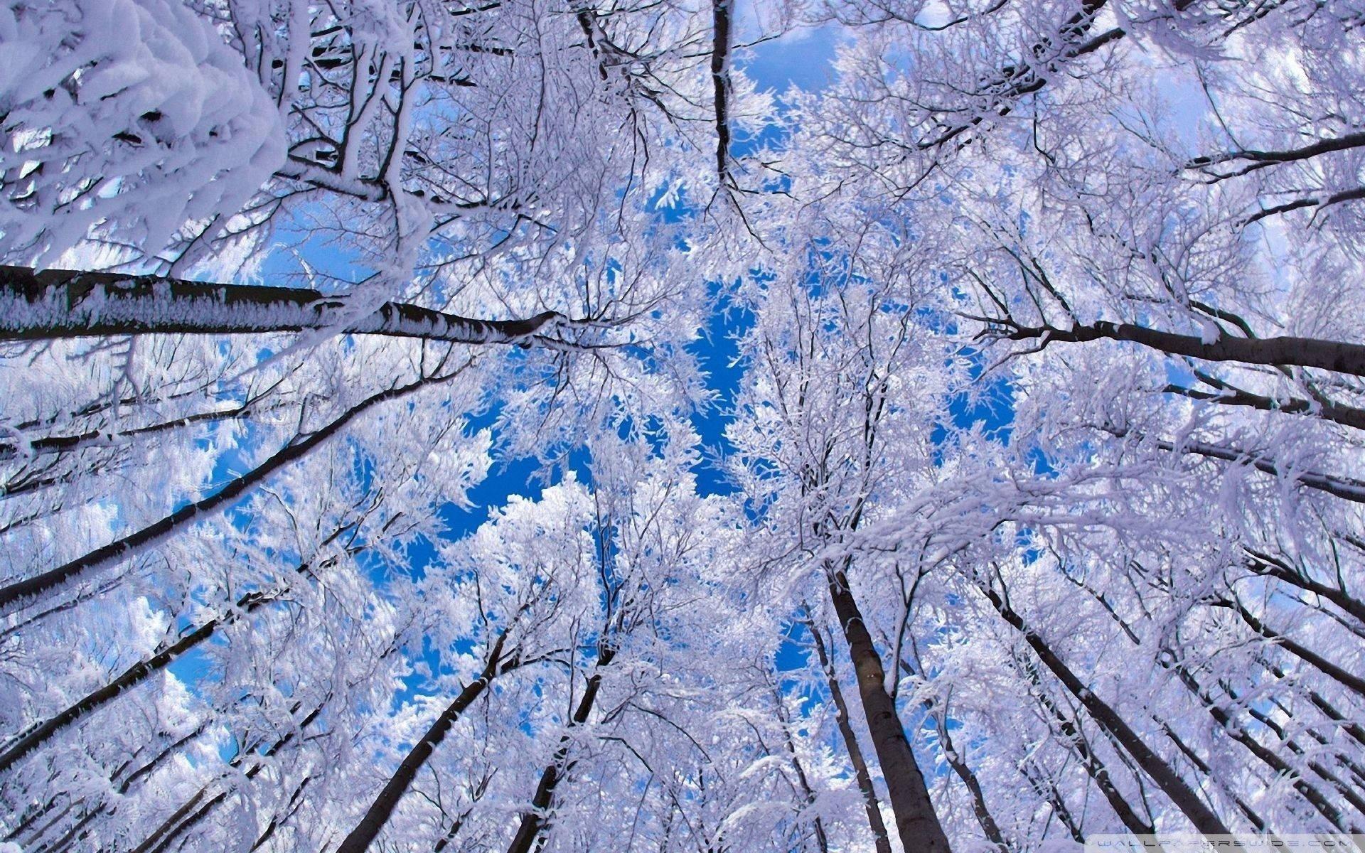 Low Angle Winter Trees — 1920x1200 wallpaper