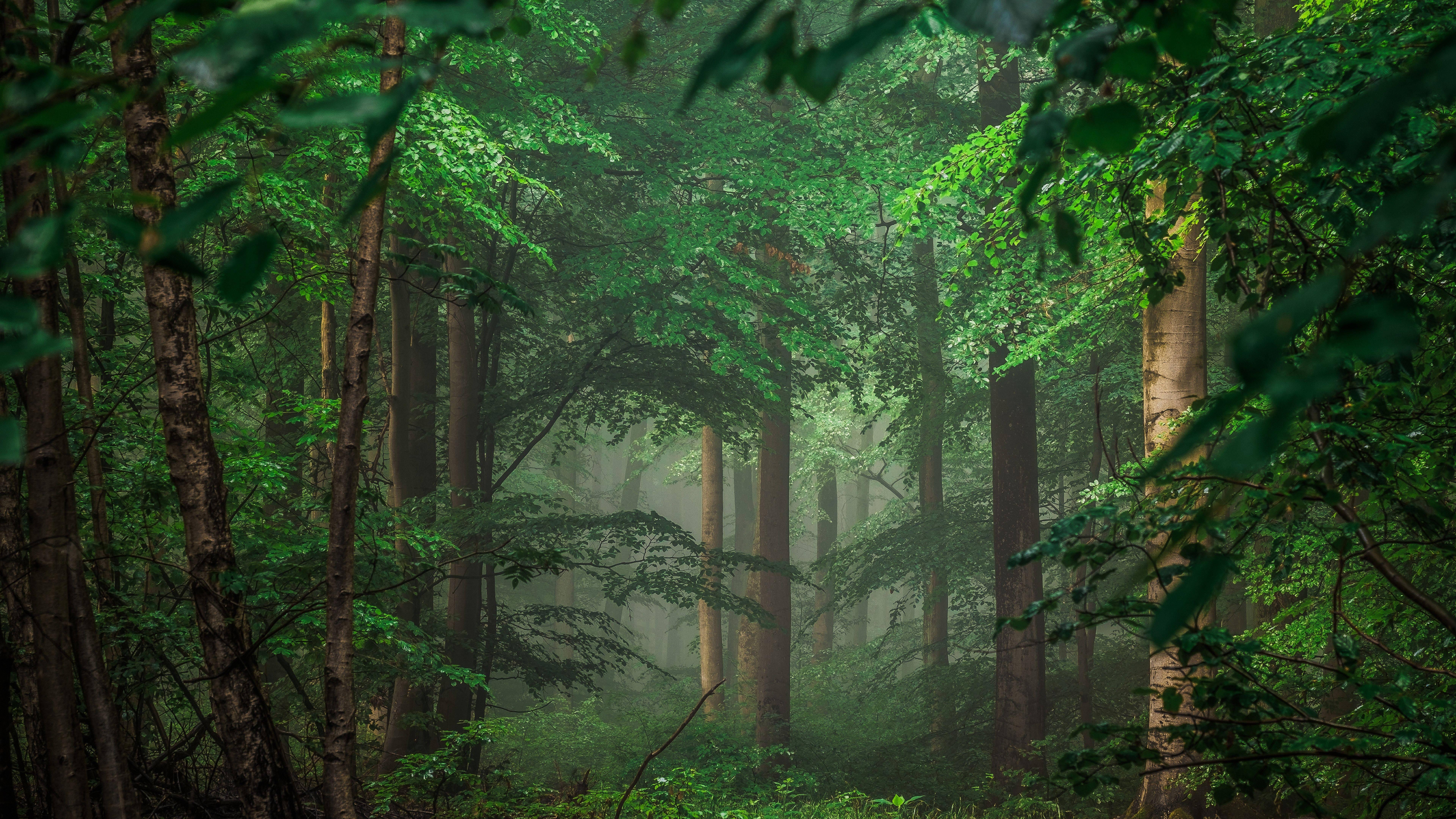 Lush Green Forest — 7680x4320 wallpaper