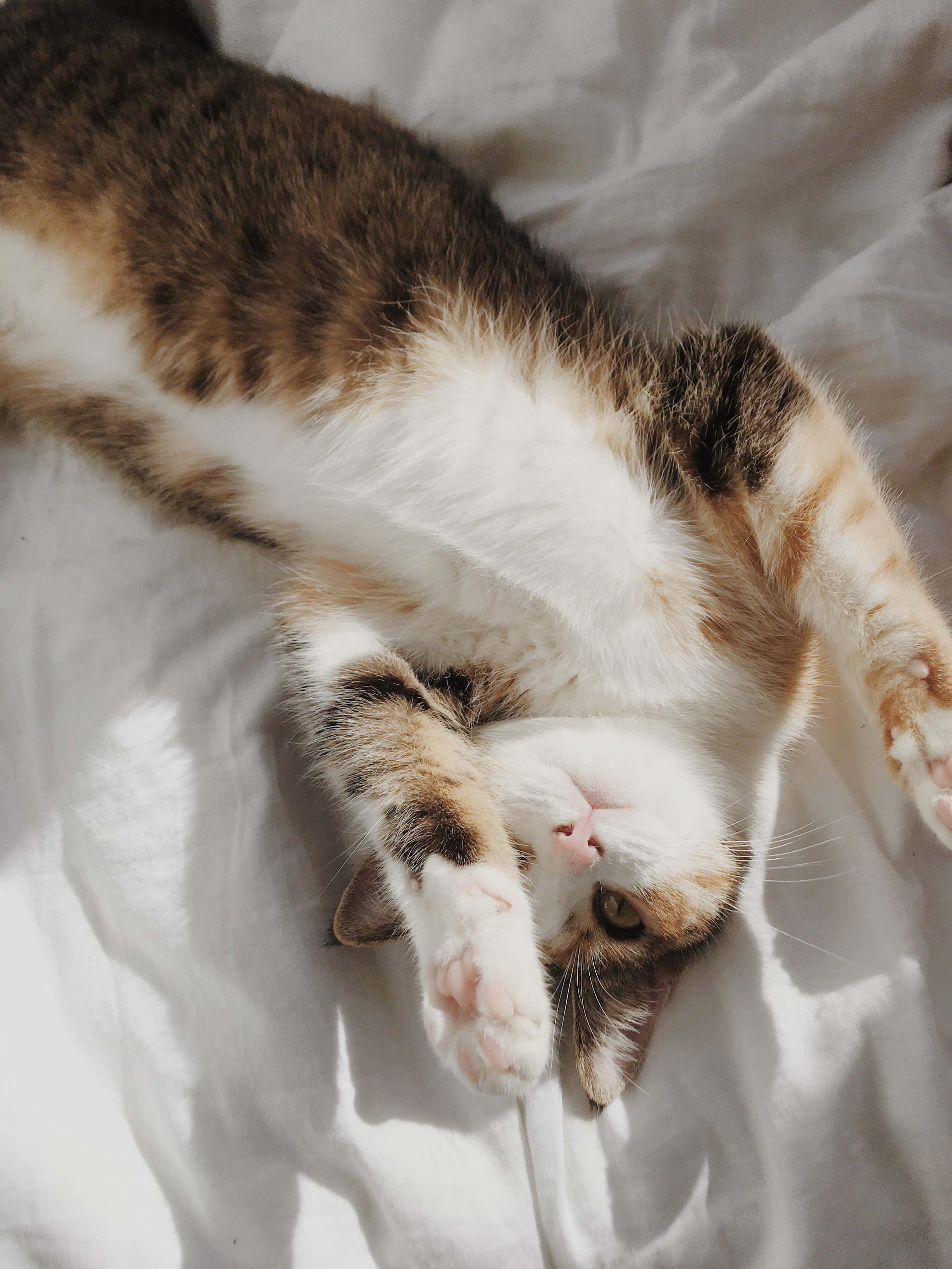 Lying Down Cute Cat PFP — 3024x4032 wallpaper