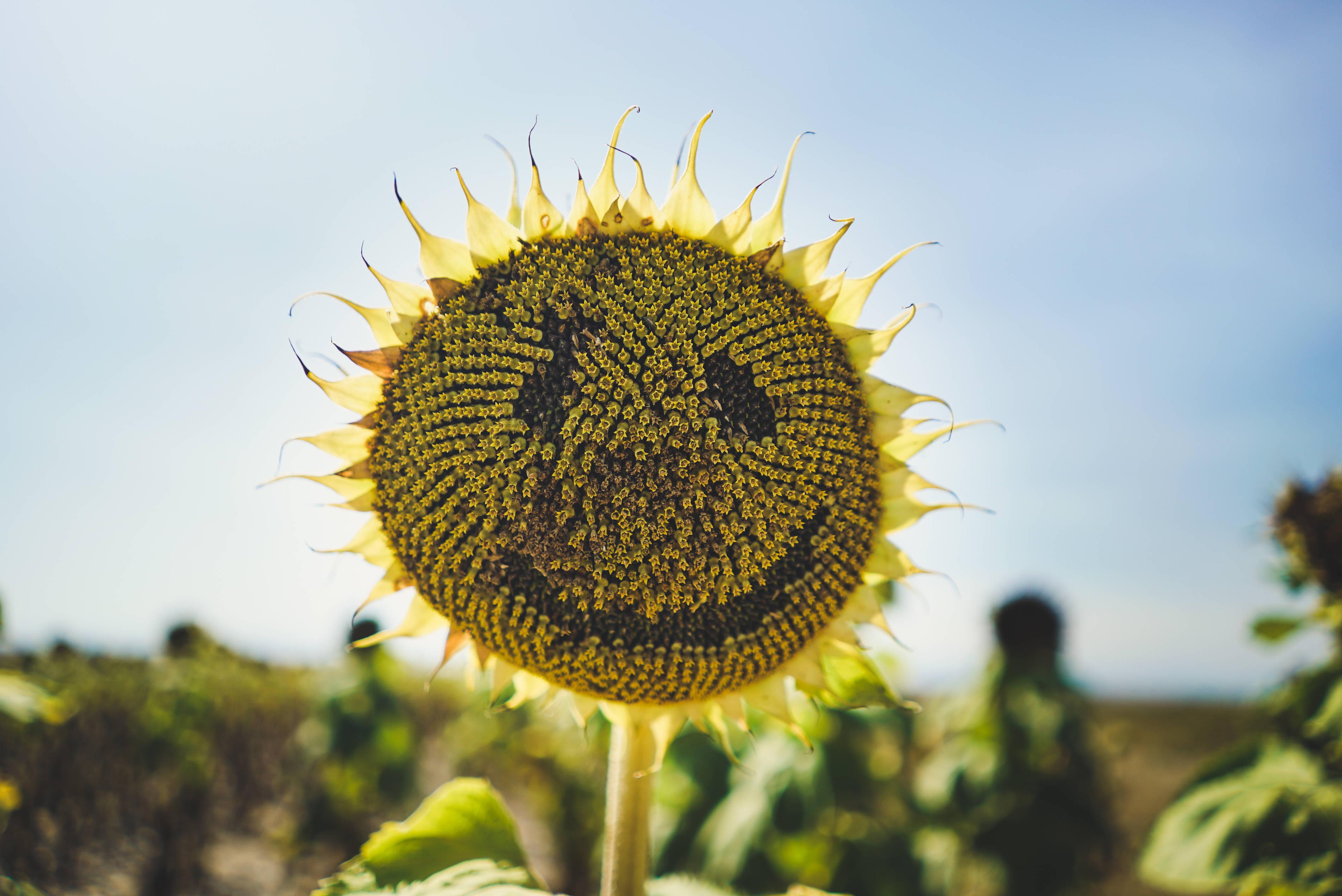 Macro Photography Of Yellow Sunflower — 4240x2832 wallpaper