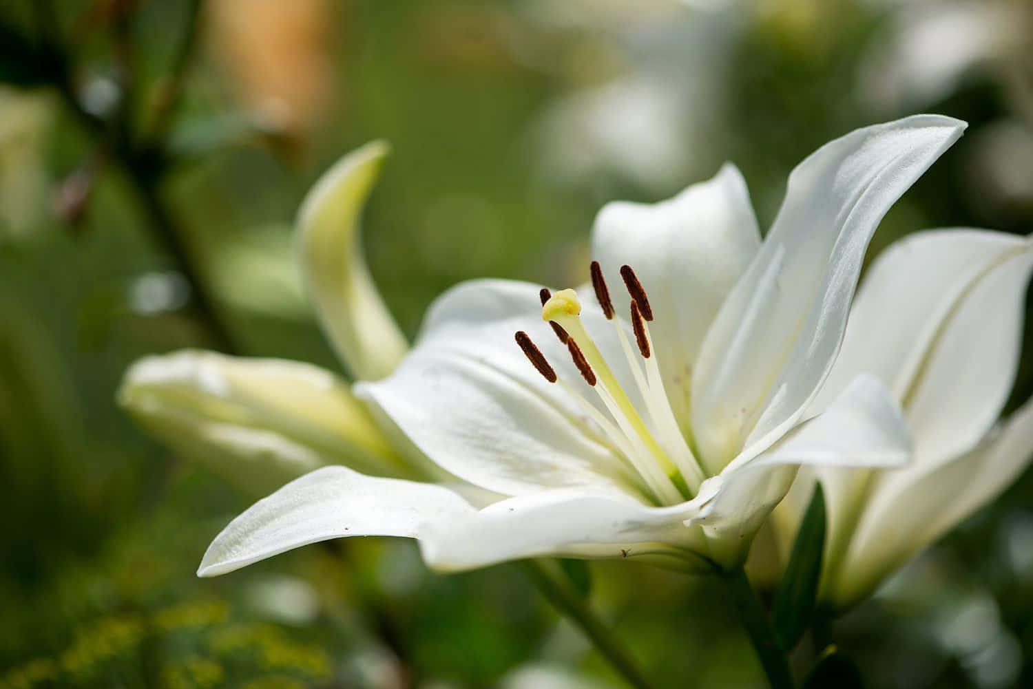 Madonna Lily Flower Picture — 1500x1001 wallpaper