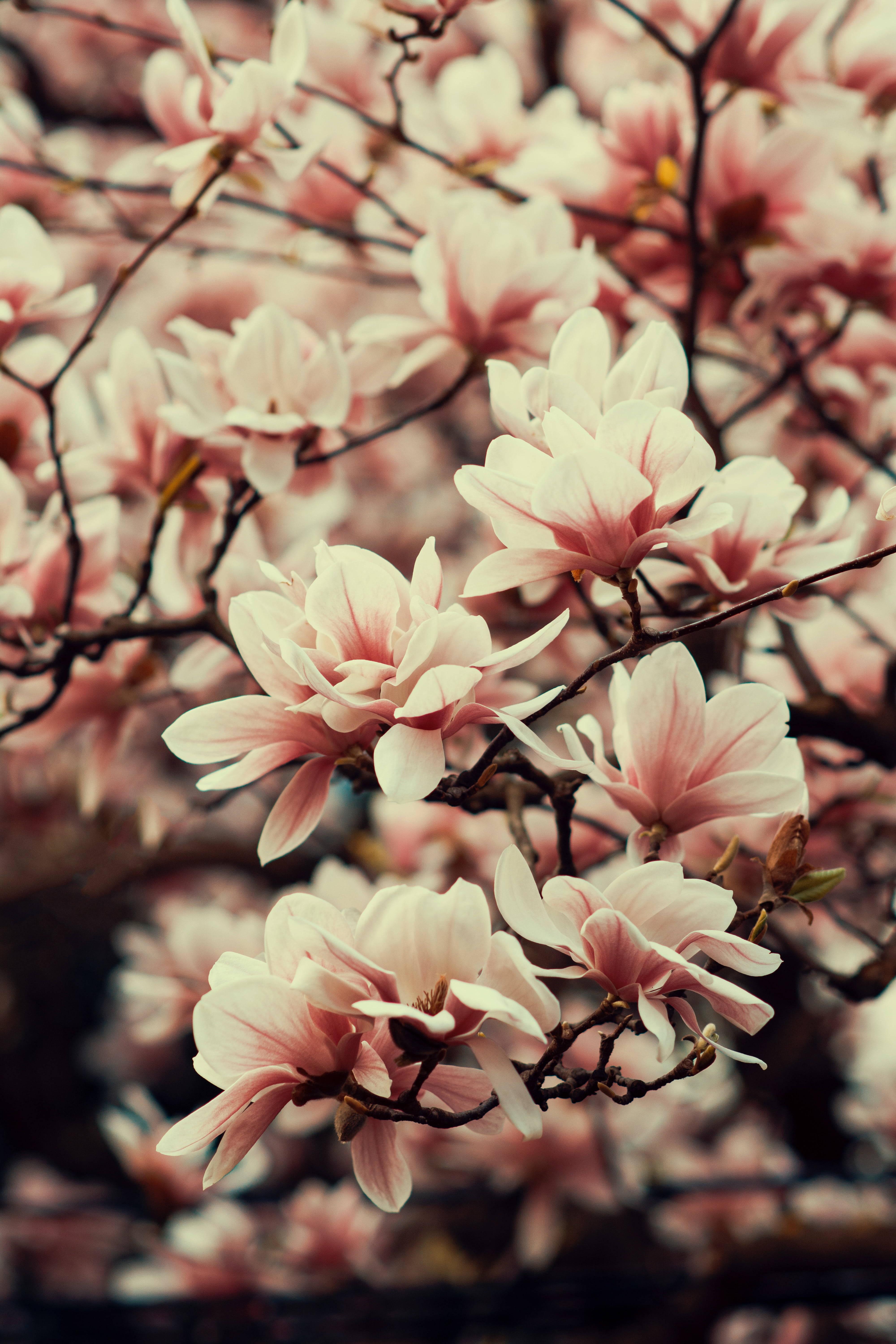 Magnolia Flowers Mobile — 4000x6000 wallpaper