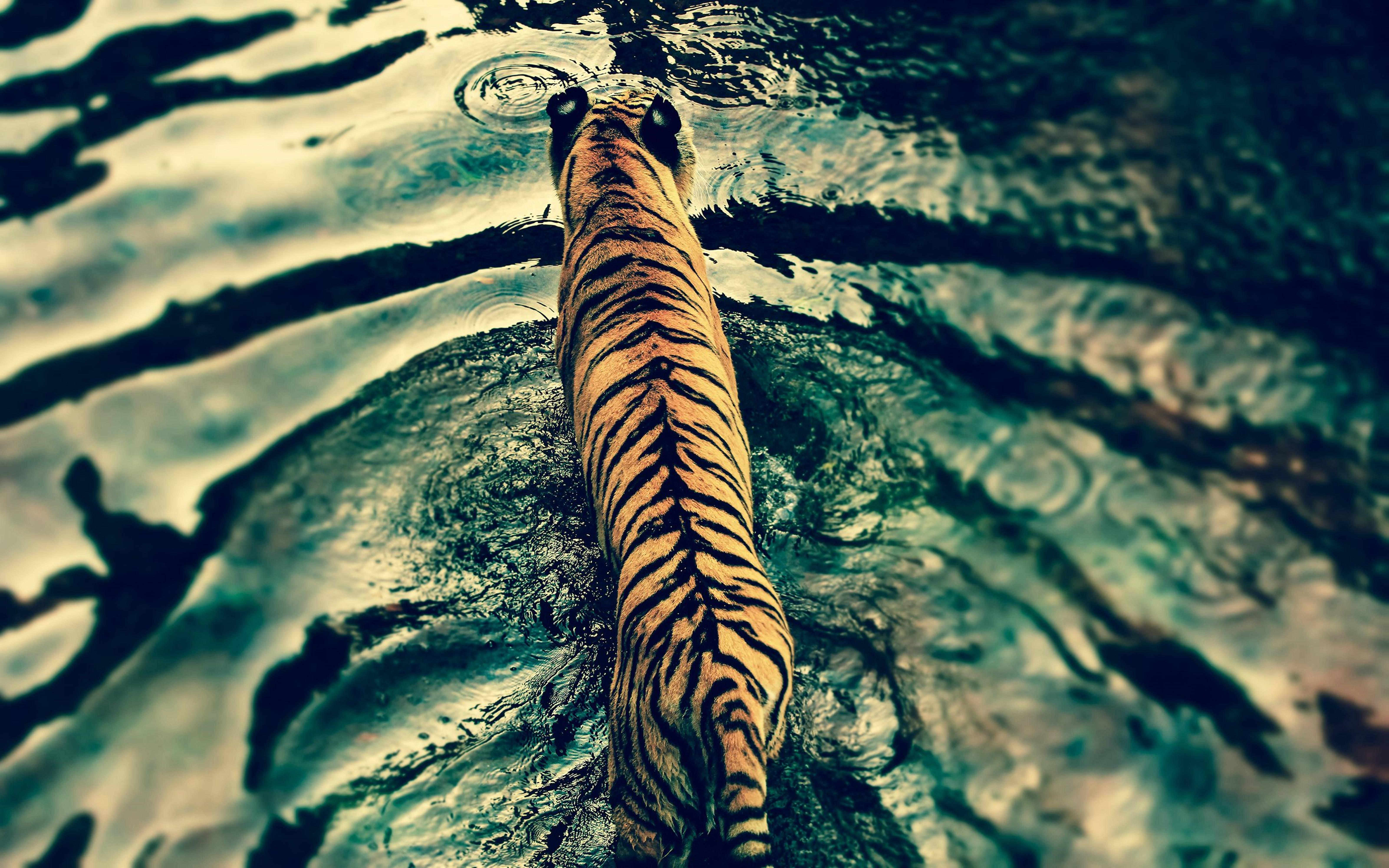 Majestic 3D HD Tiger at the Lakeside — 6400x4000 wallpaper