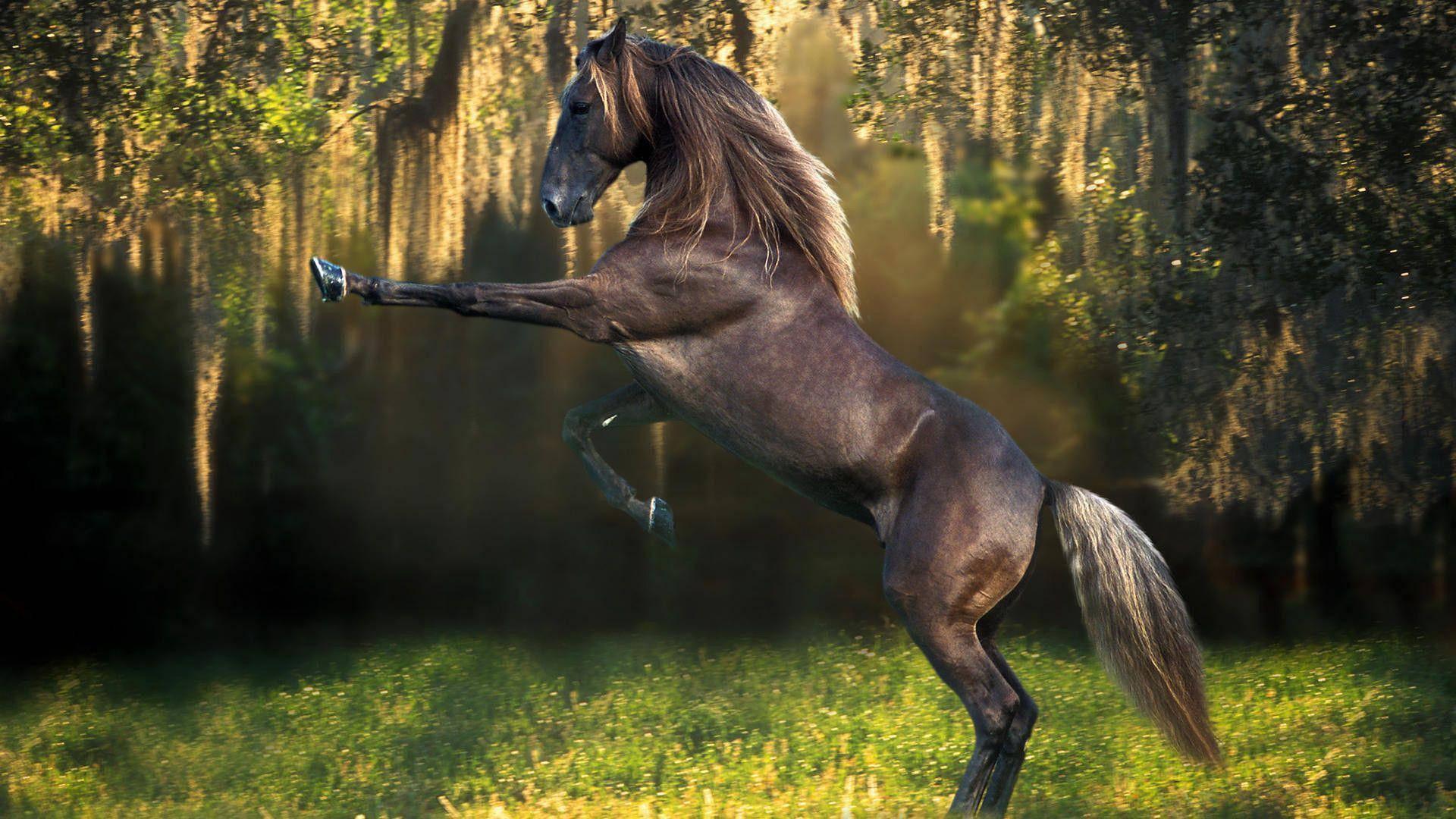 Majestic Beauty — 1920x1080 wallpaper