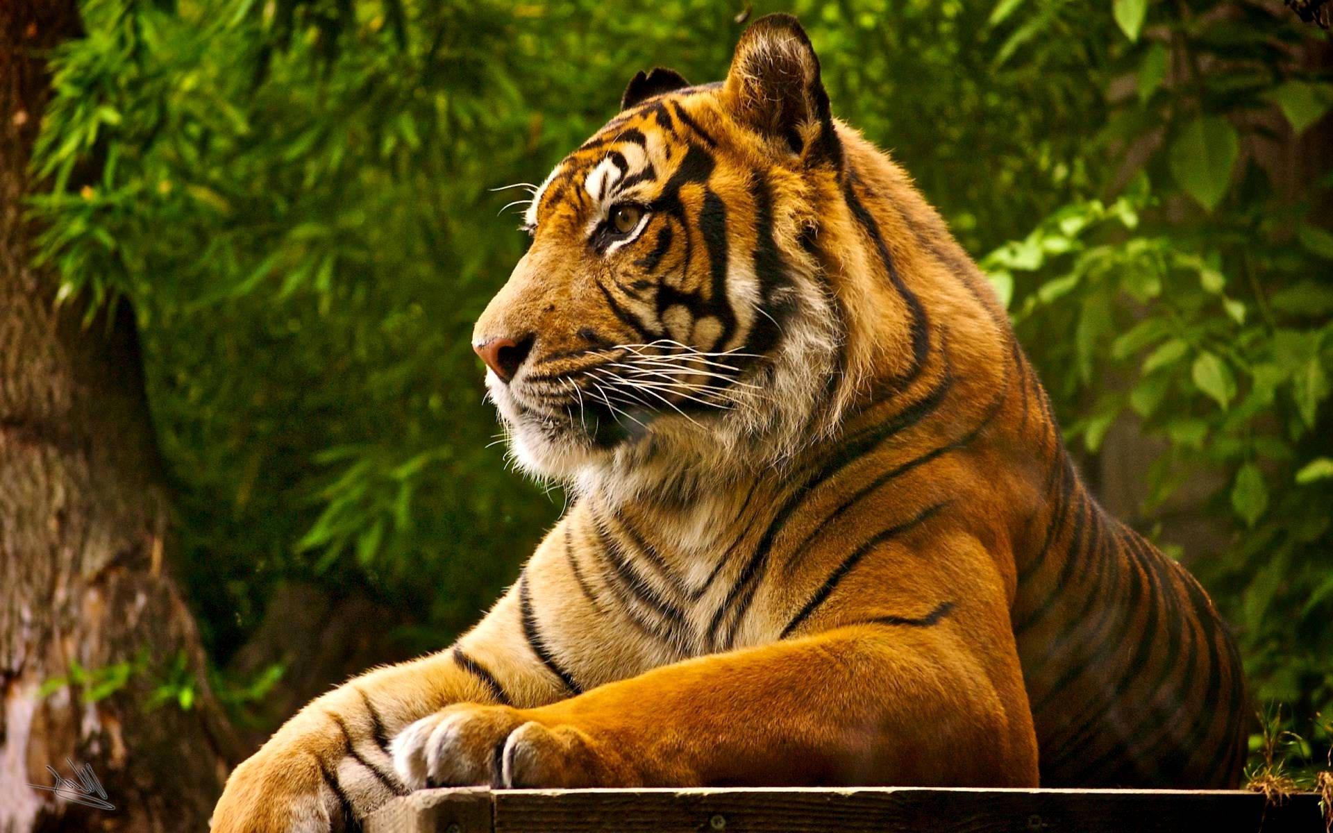 Majestic Bengal Tiger — 1920x1200 wallpaper