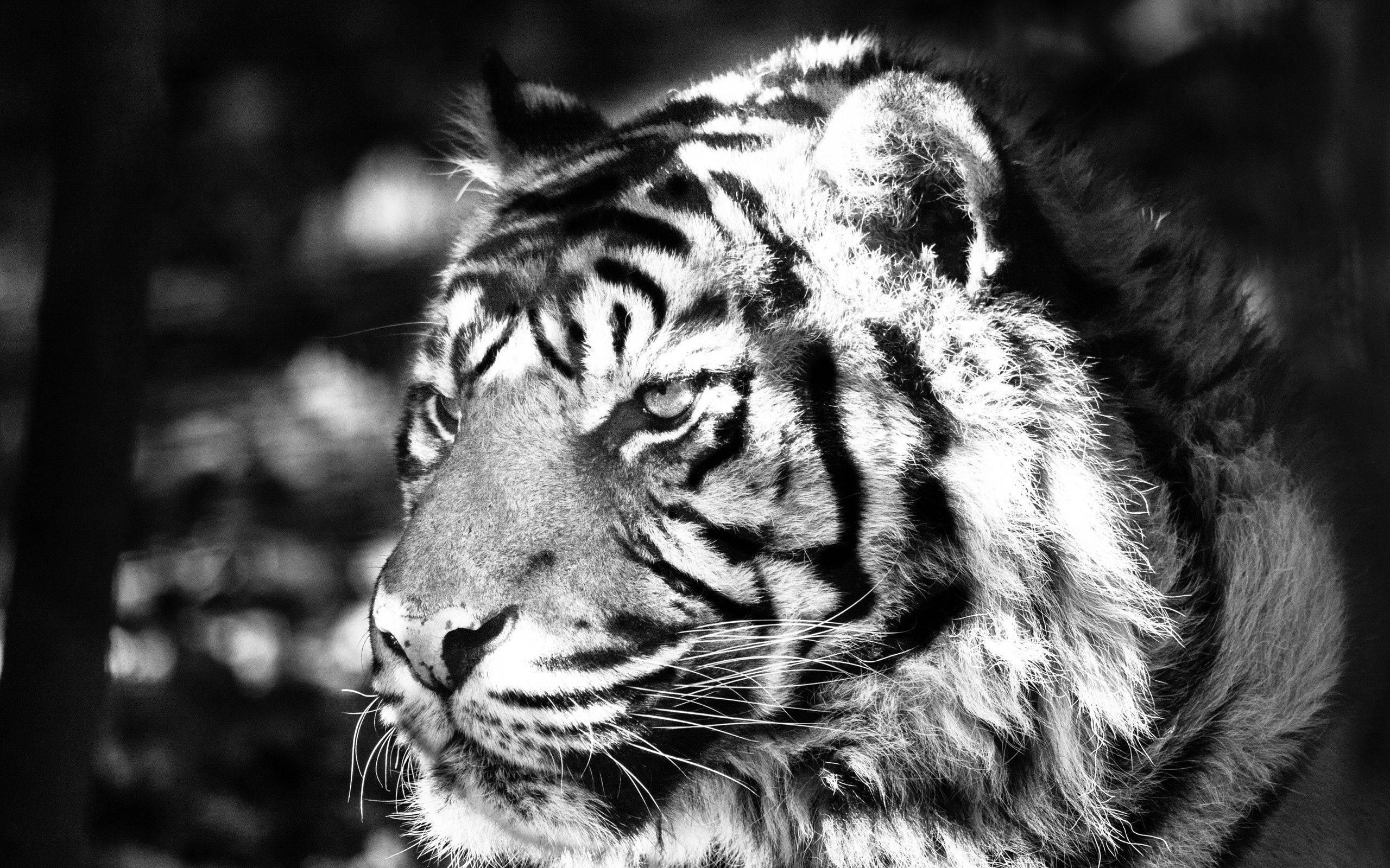 Majestic Black and White Tiger — 2560x1600 wallpaper