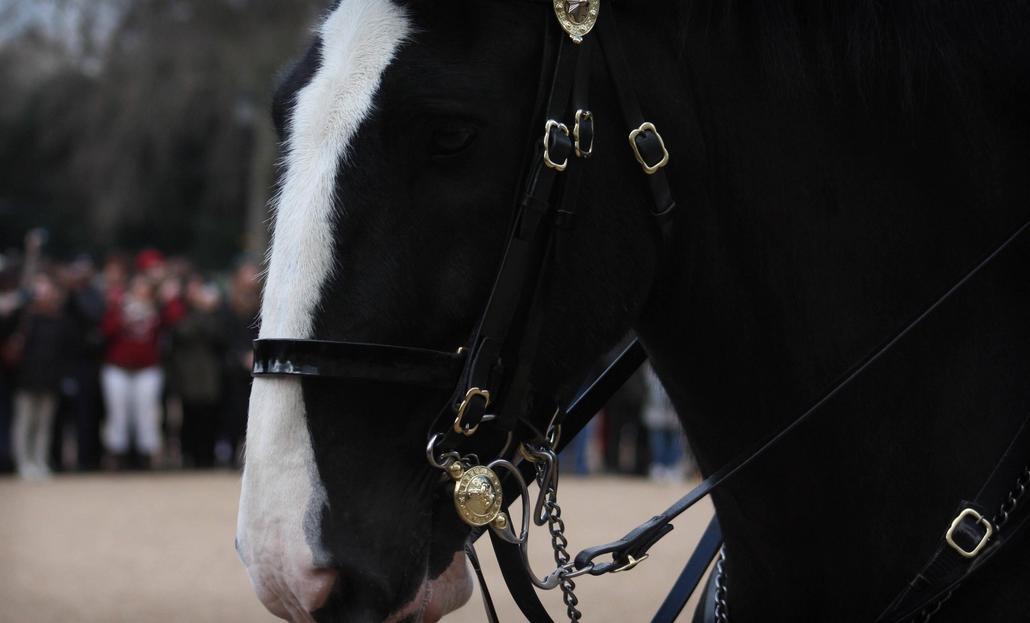 Majestic Black Horse with Blaze and Bridle — 3500x2120 wallpaper