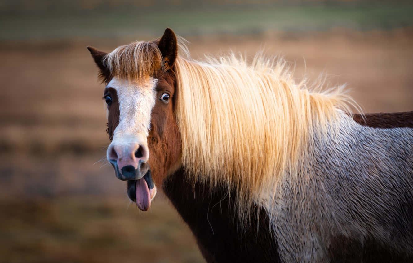 Majestic Horse enjoying nature — 1332x850 wallpaper
