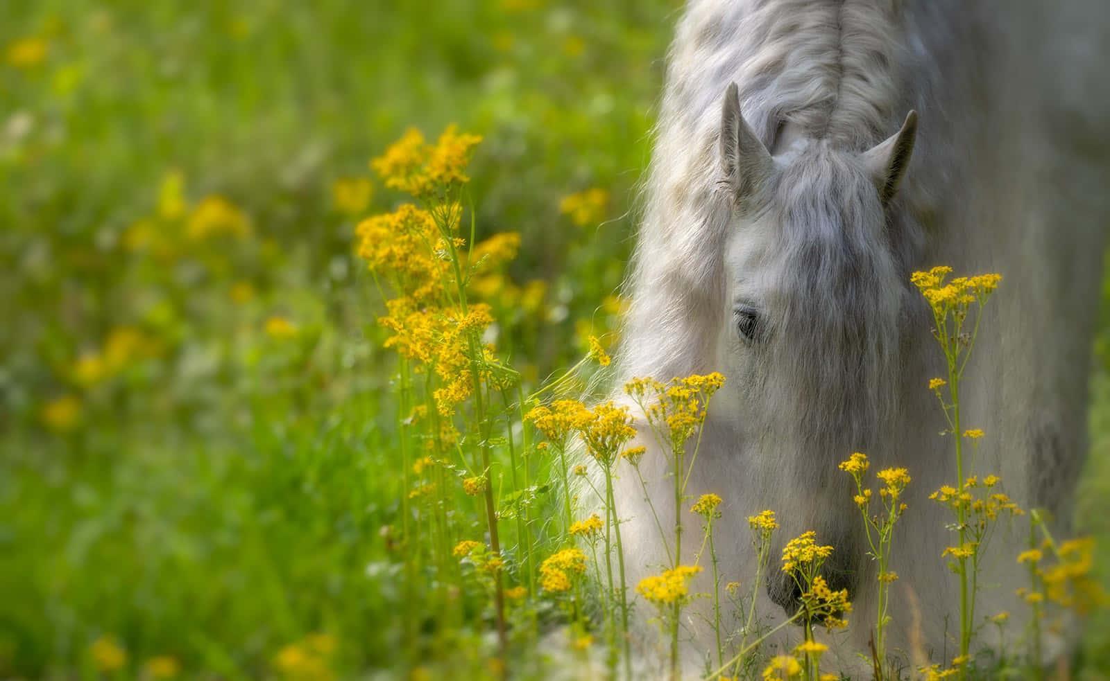 Majestic Horse Overlooking a Valley — 1600x983 wallpaper