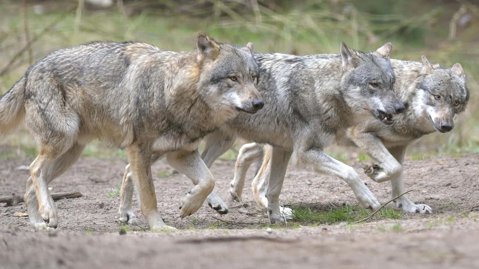 Majestic Lone Gray Wolf — 1600x900 wallpaper