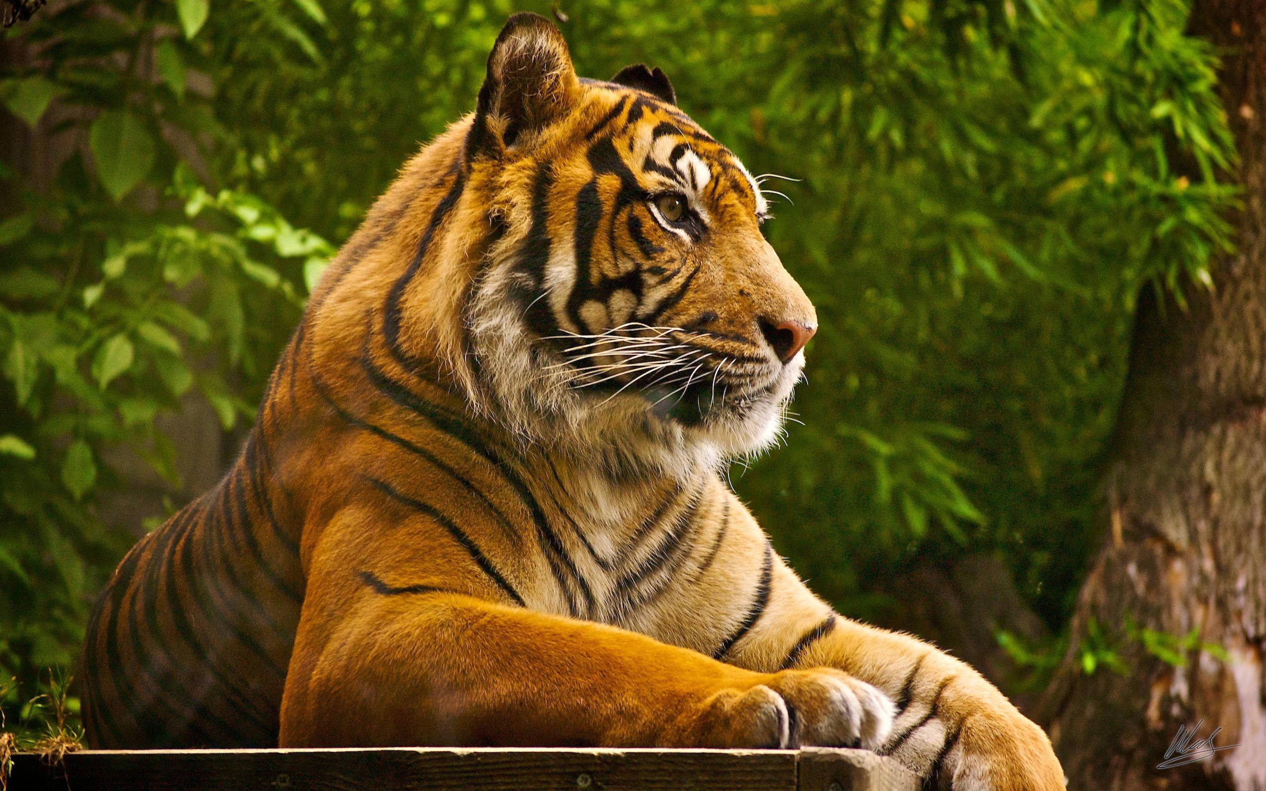 Majestic Sumatran Tiger in Rest — 2560x1600 wallpaper