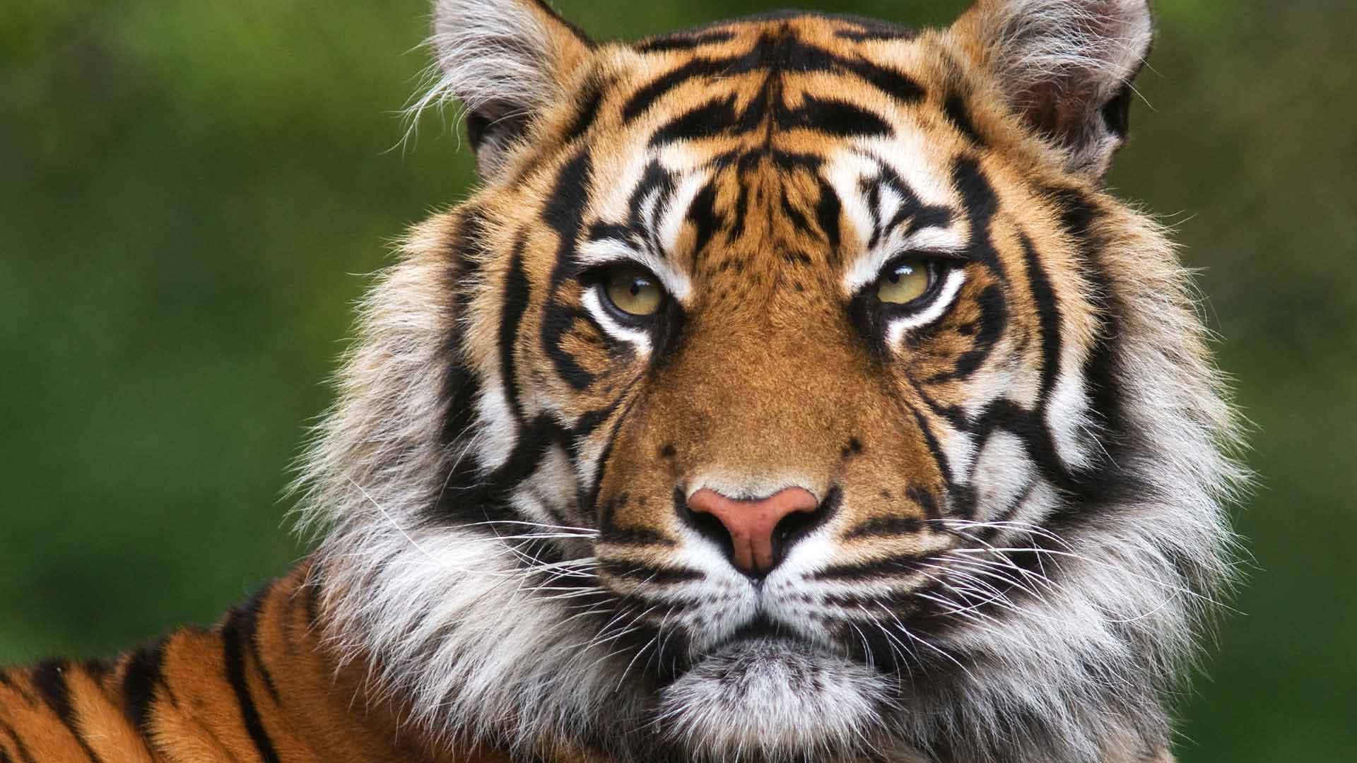 Majestic Tiger Gracing its Surroundings with Regal Grandeur — 1920x1080 wallpaper