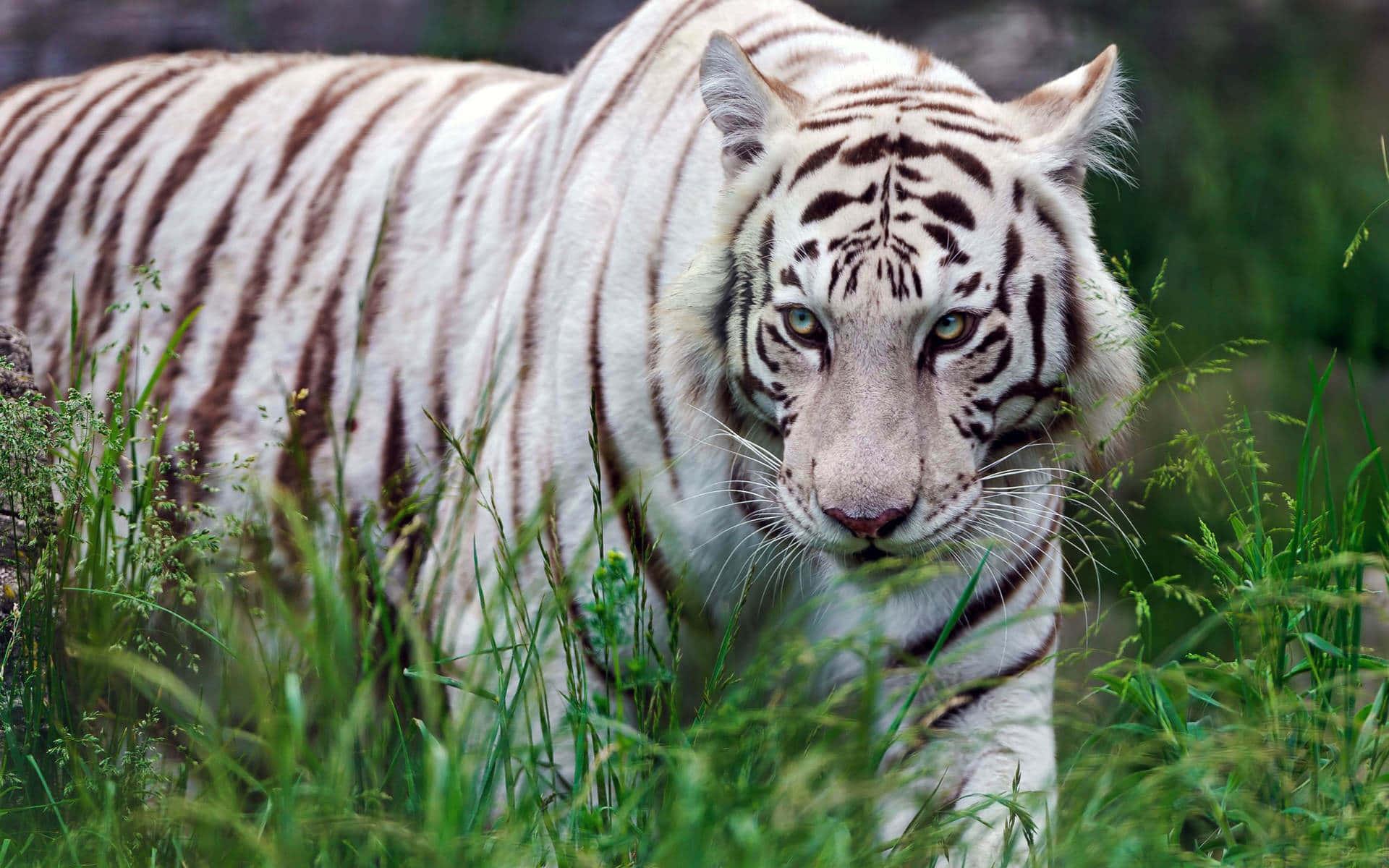 Majestic Tiger Lazing In A Jungle Oasis — 1920x1200 wallpaper