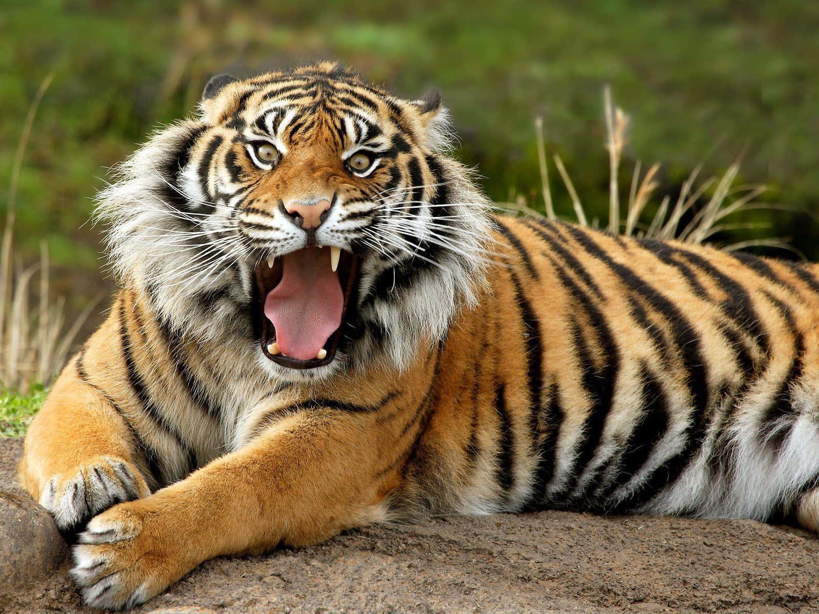 Majestic Tiger Natural Beauty — 1600x1200 wallpaper