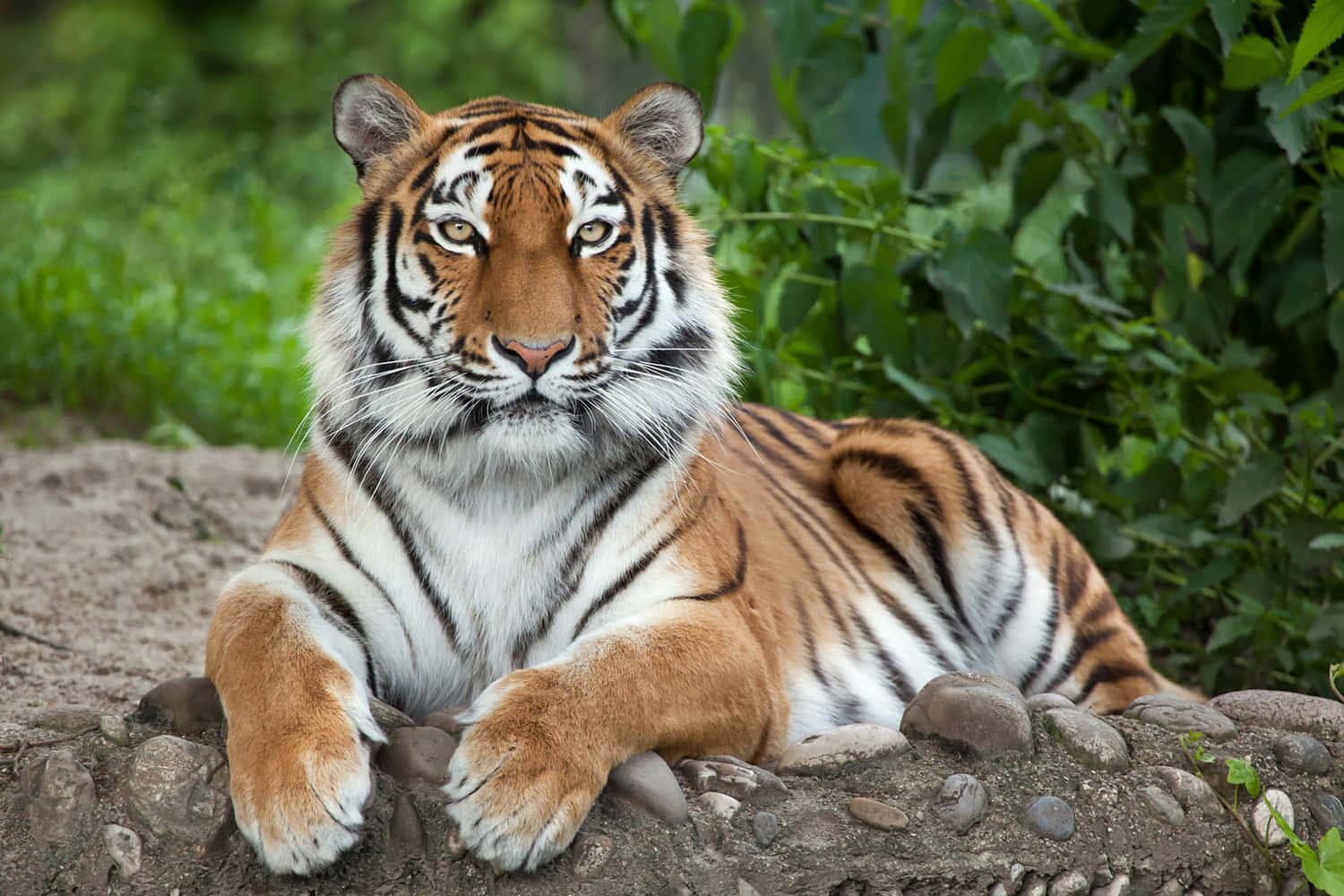 Majestic Tiger Roaming Tiger Reserve — 1500x1000 wallpaper