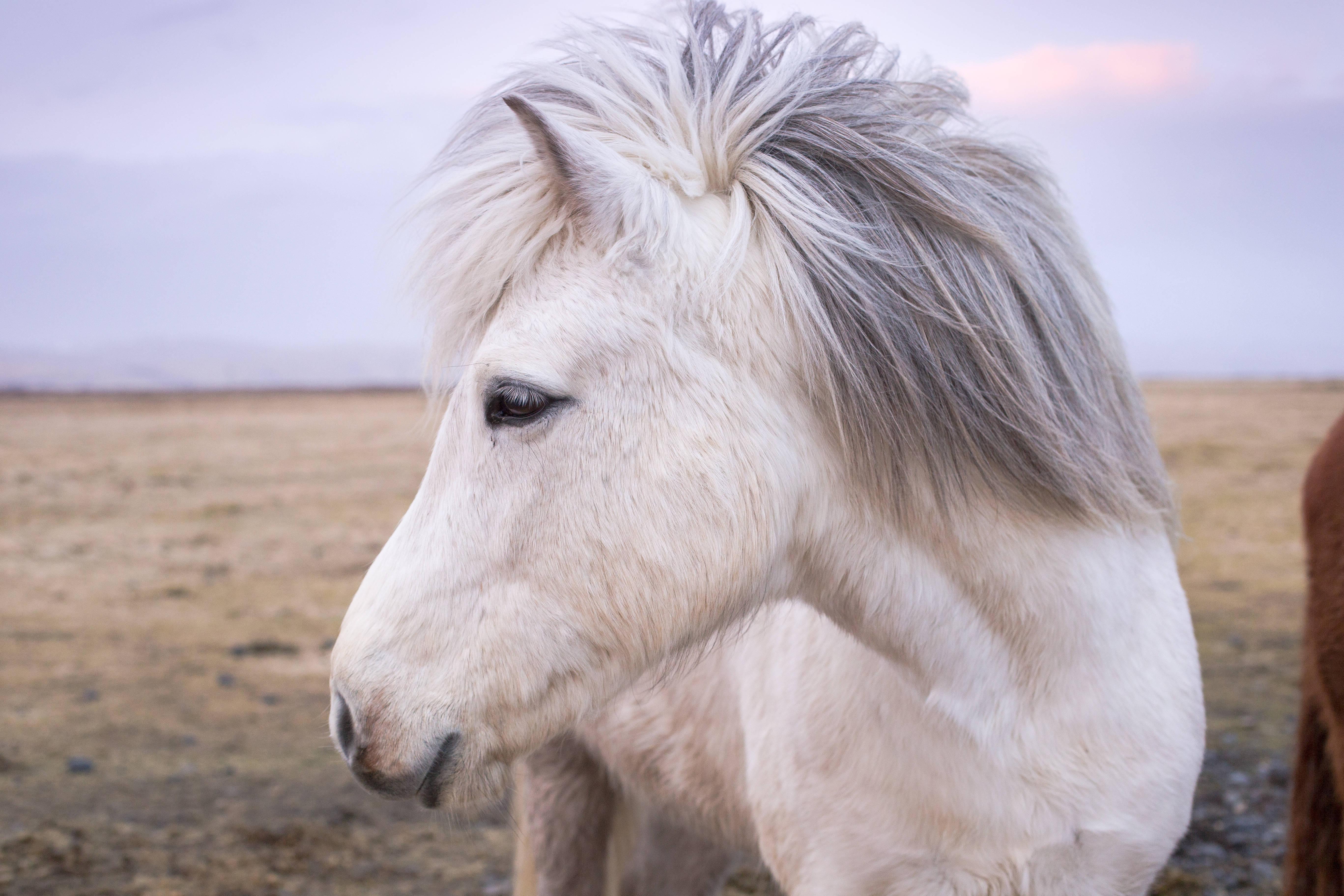 Majestic White Horse at Sunrise — 5470x3647 wallpaper
