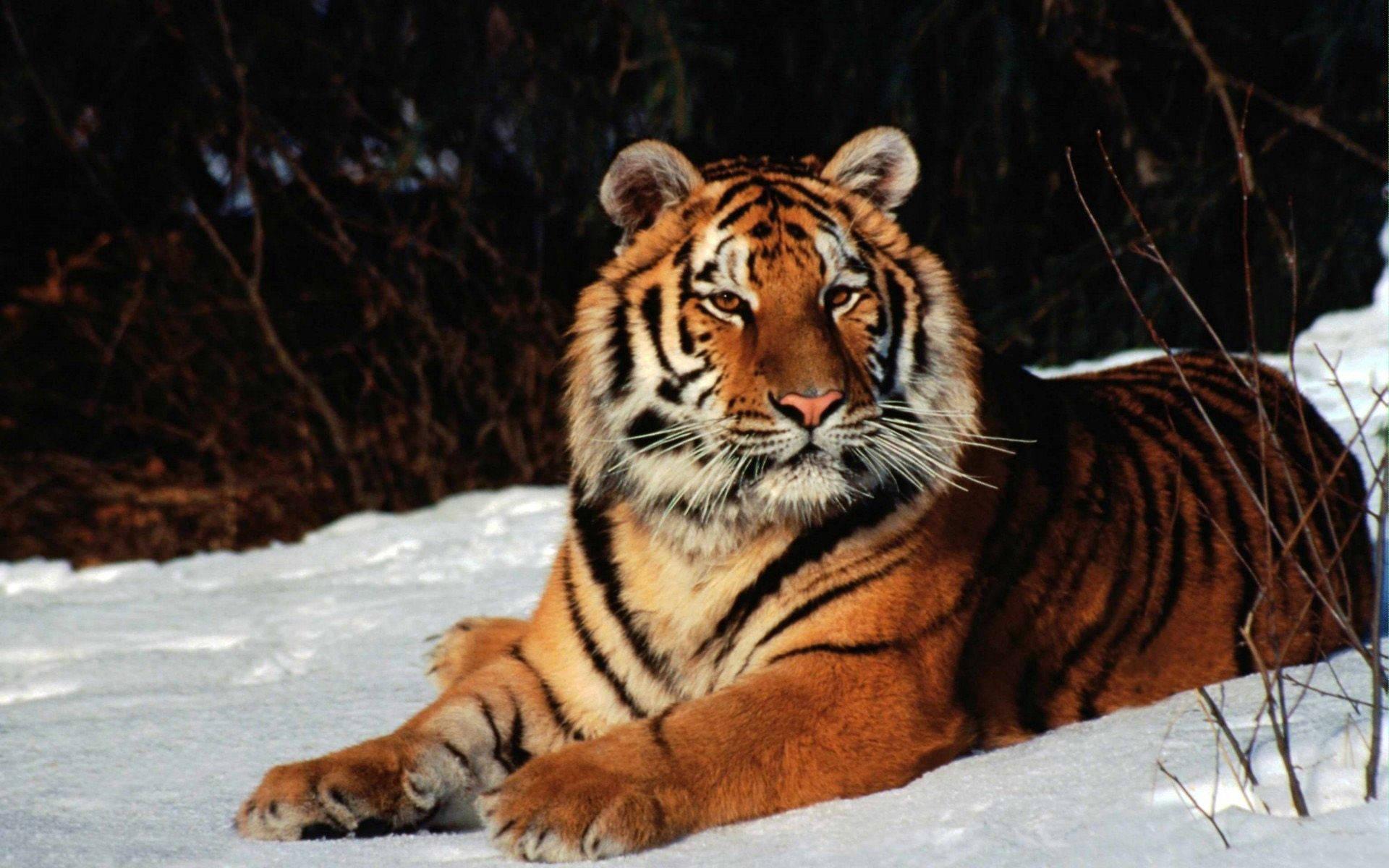Majestic White Tiger Nestled In Snow — 1920x1200 wallpaper