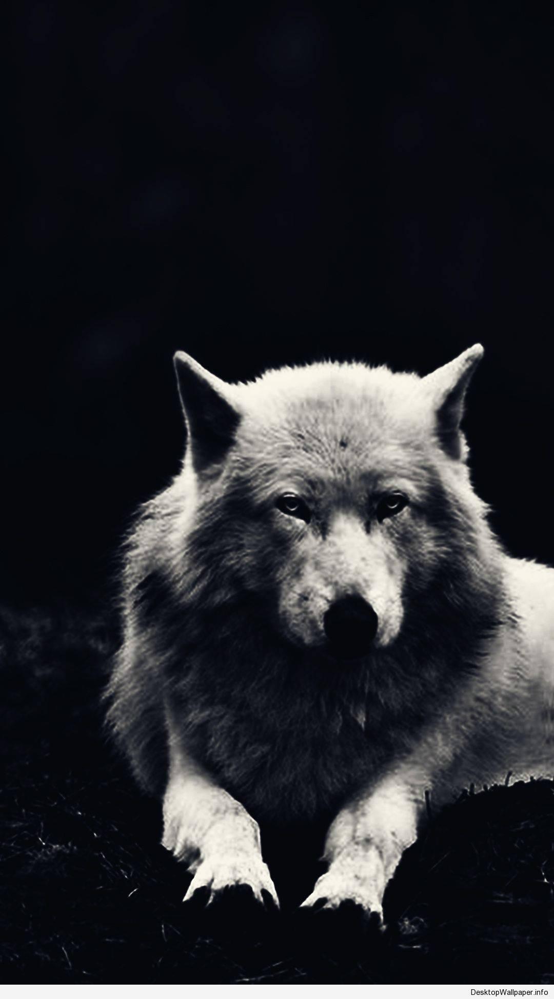Majestic White Wolf — 1080x1948 wallpaper