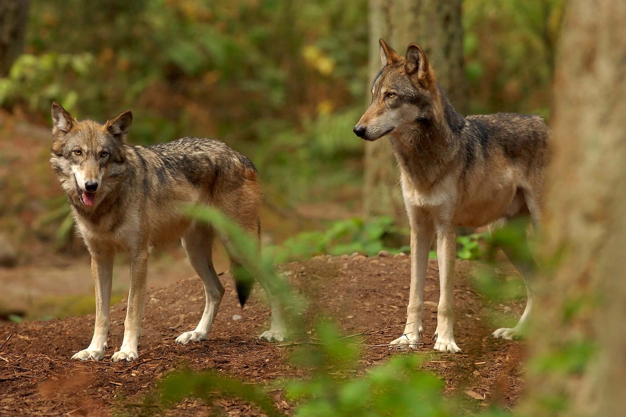 Majestic Wolf at Sunset — 2048x1364 wallpaper