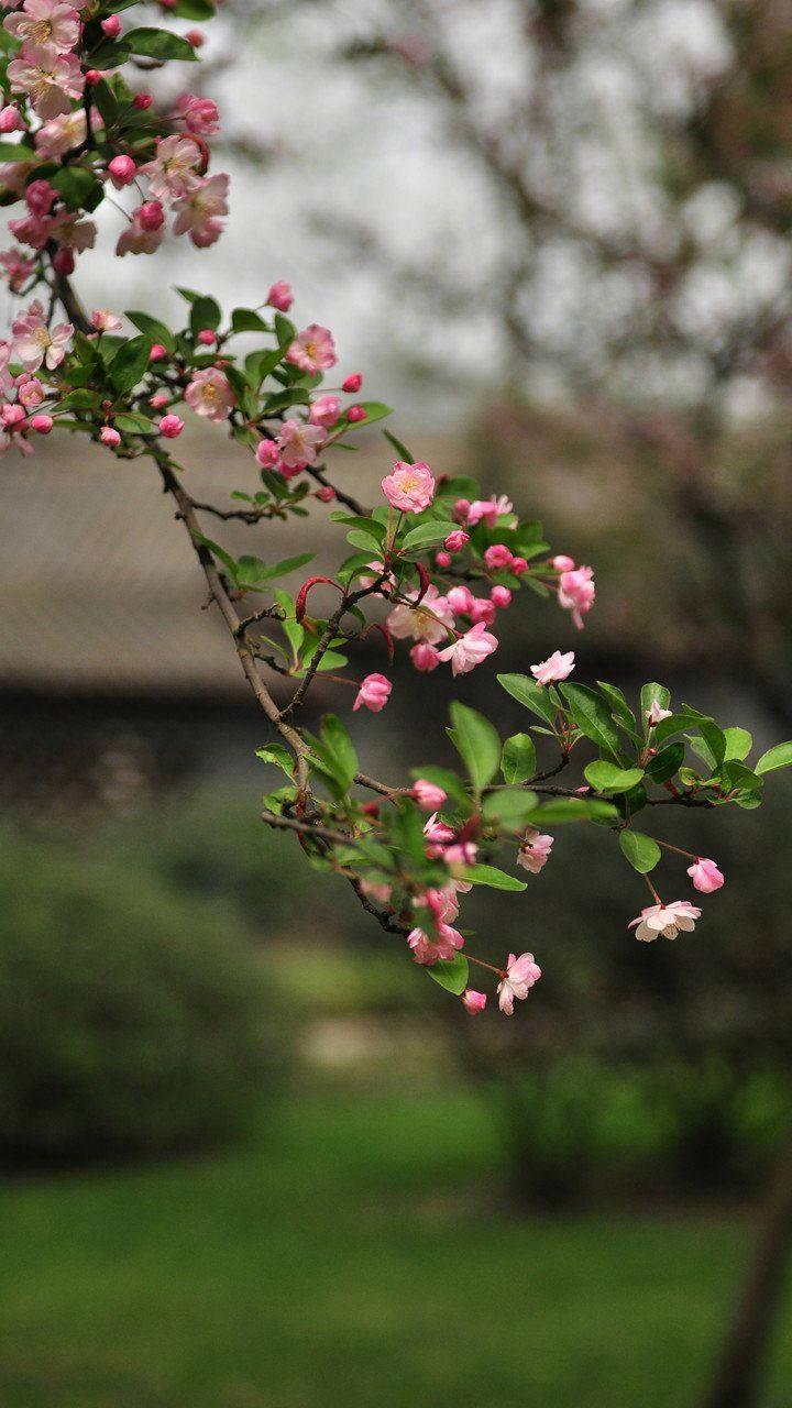 Malus Halliana Beautiful Phone — 720x1280 wallpaper
