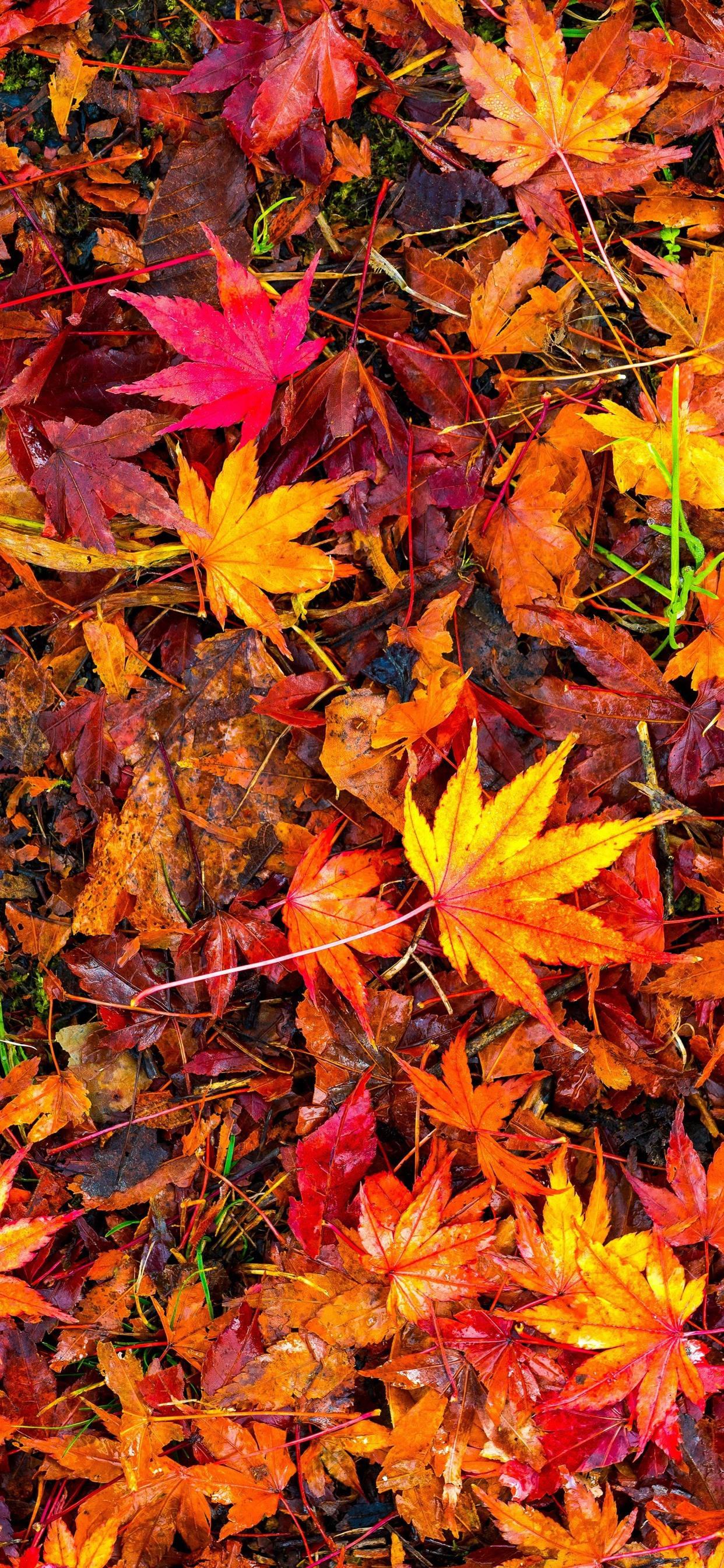 Maple Leaves Fall IPhone — 1242x2688 wallpaper