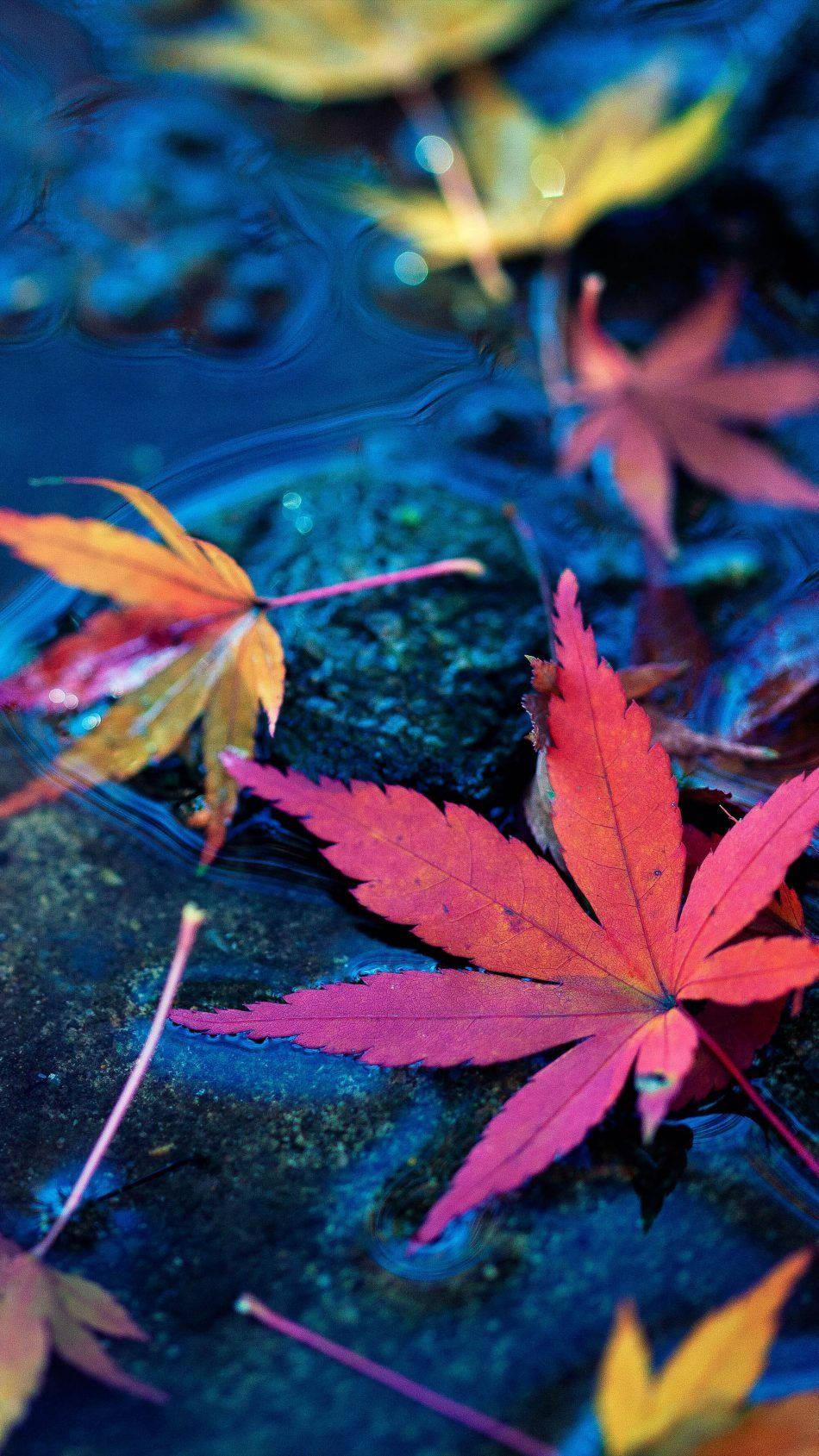 Maple Leaves Mobile