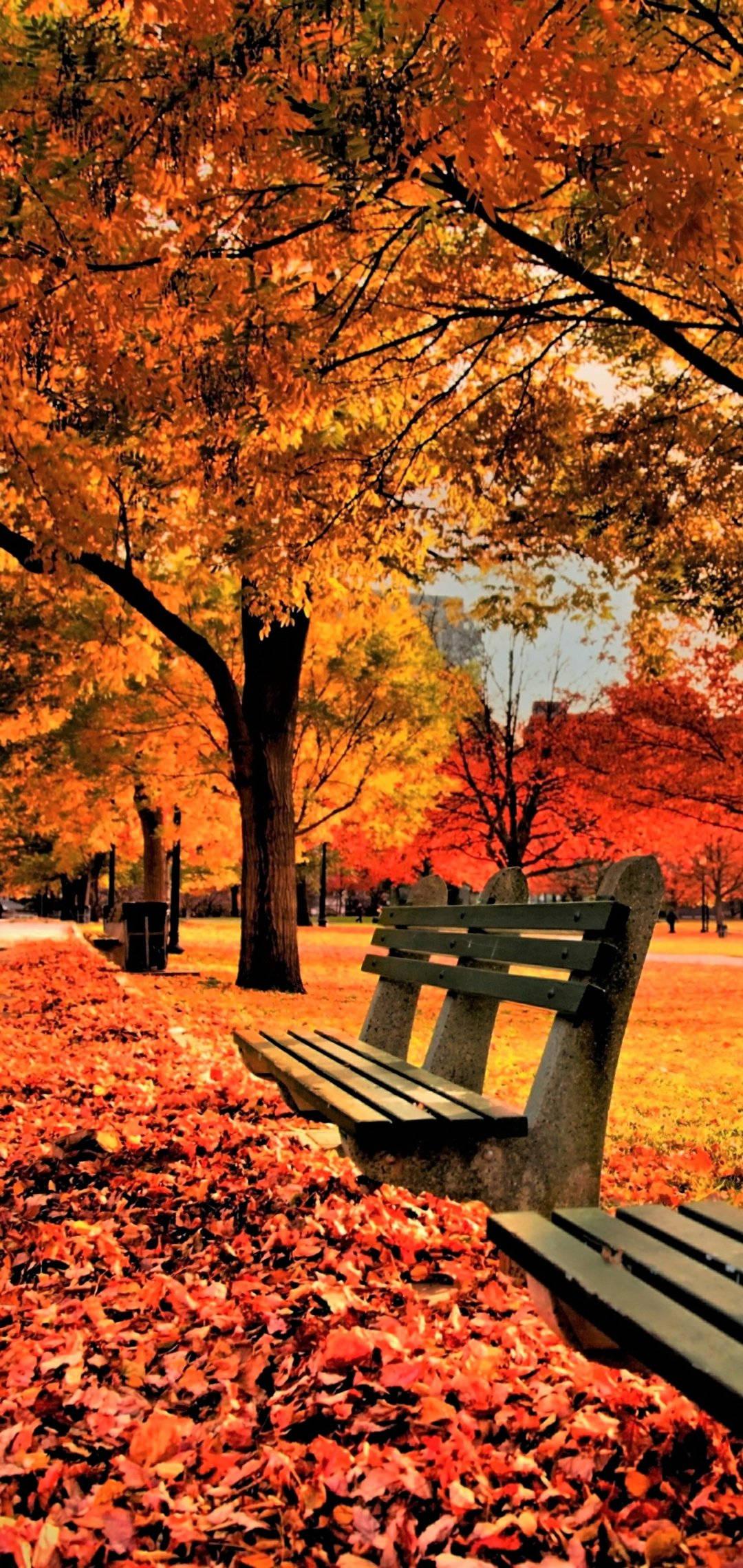 Maple Tree Fall IPhone — 1080x2280 wallpaper