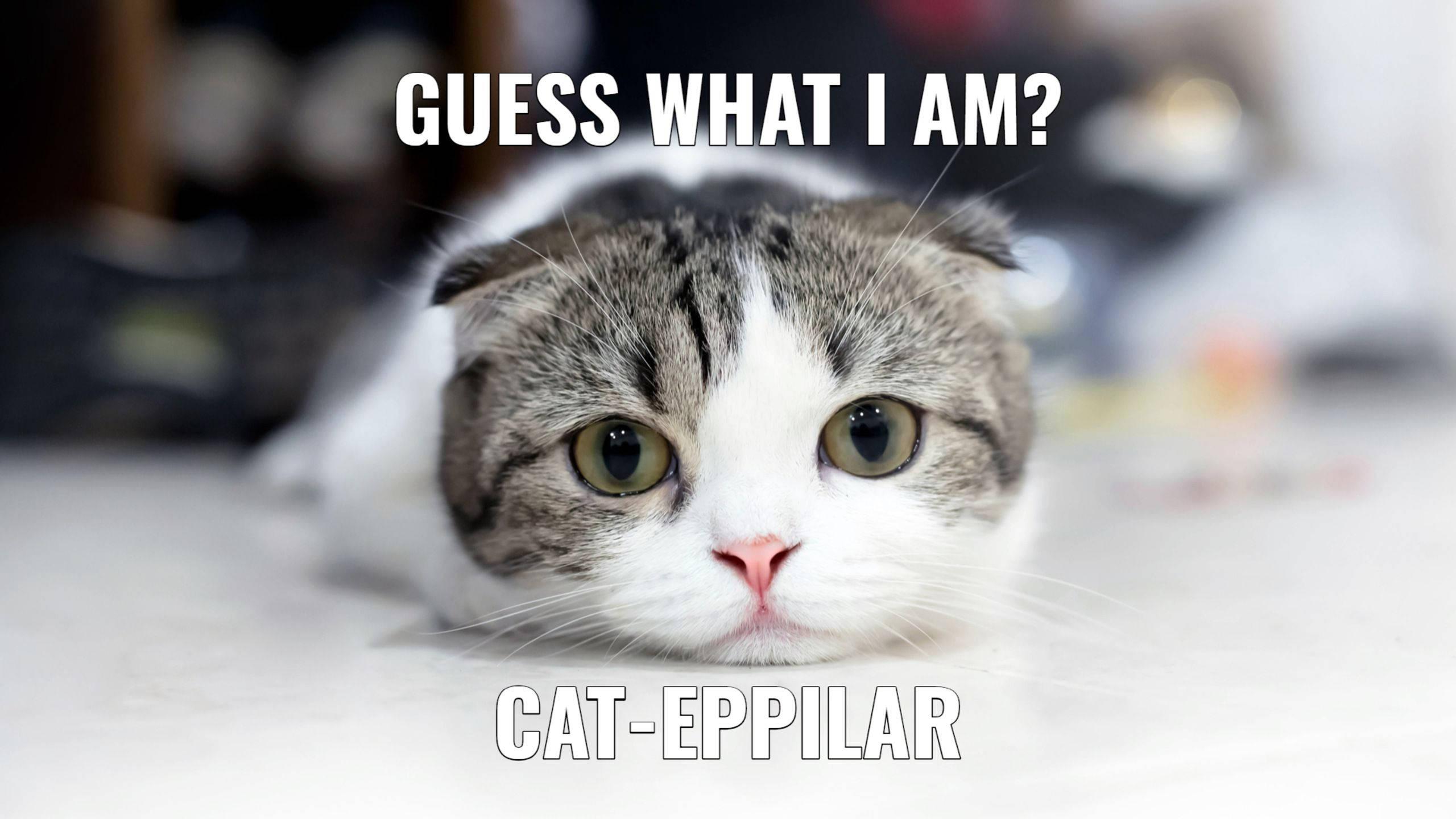 Maru Cat Funny Meme — 2560x1440 wallpaper