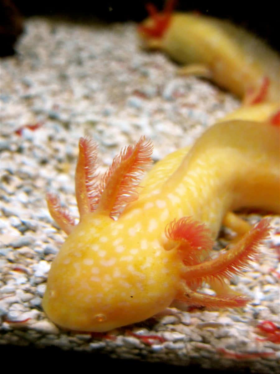 Meet Lupe, the friendly axolotl — 900x1200 wallpaper