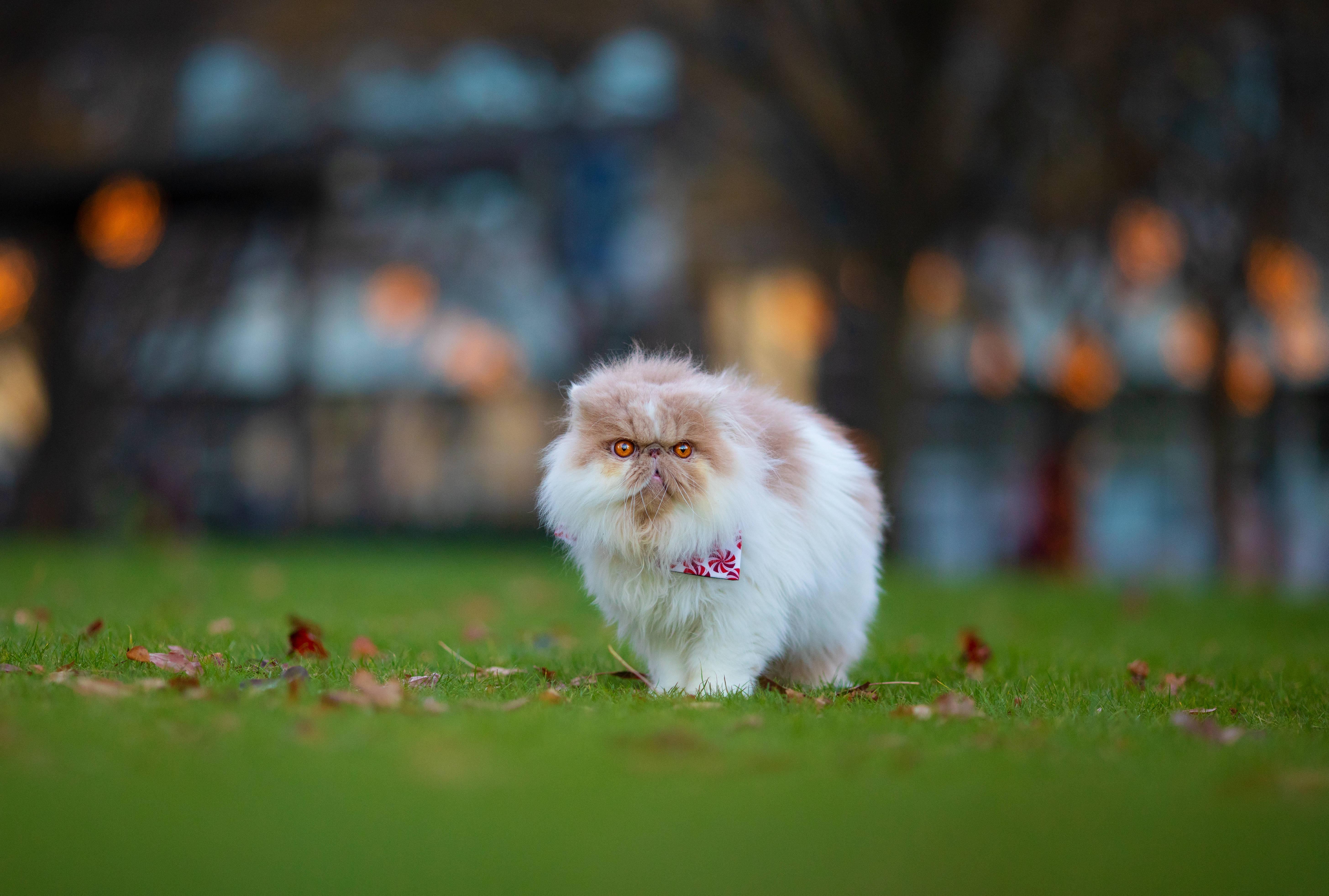 Meet our Fluffy Feline Fantasy: A Persian Cat Embodying Cuteness and Aesthetics — 5823x3925 wallpaper